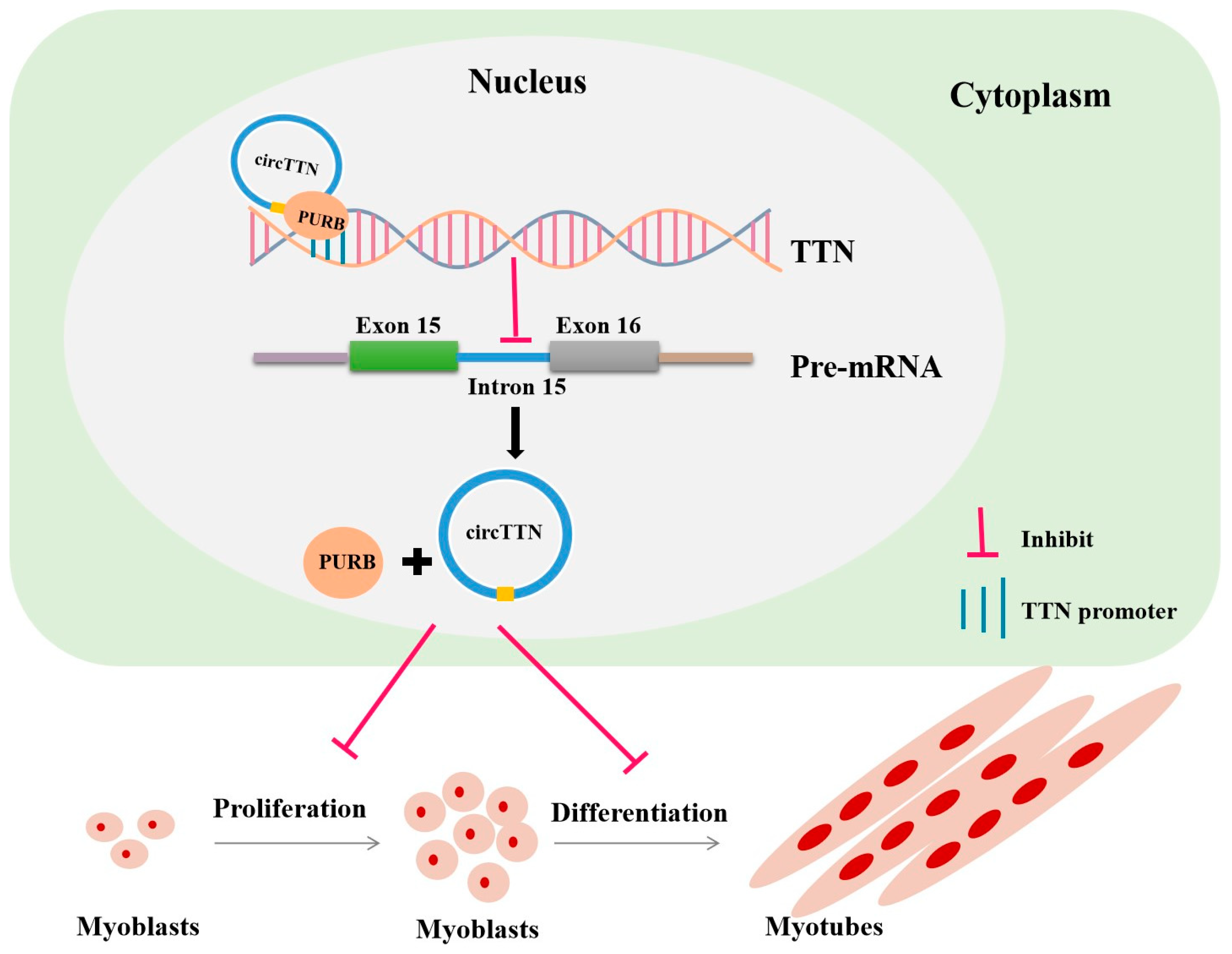 Ijms 24 09859 g009 Ijms 24 09859 g009