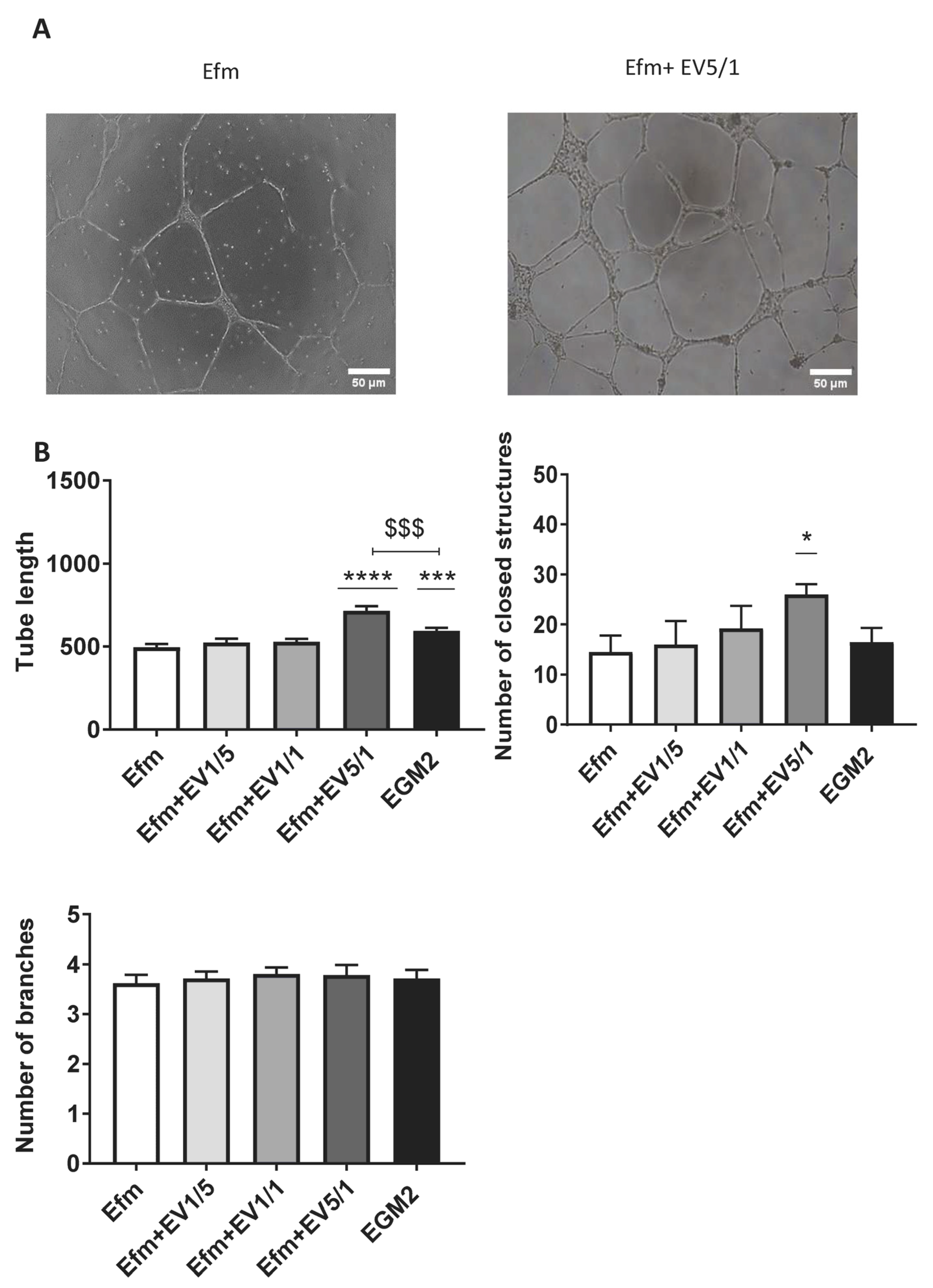 Ijms 24 09866 g005 Ijms 24 09866 g005