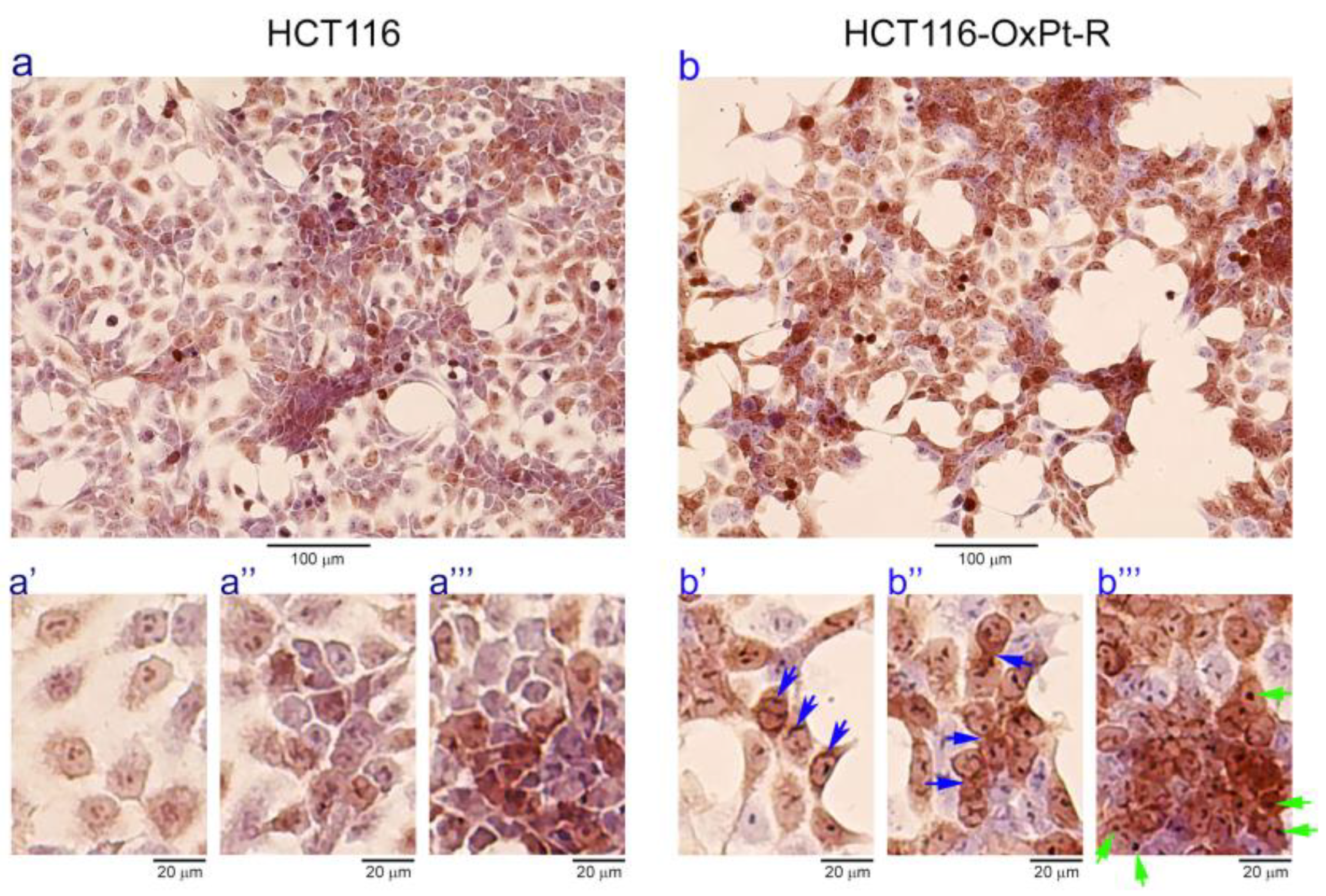 Ijms 24 09867 g002 Ijms 24 09867 g002