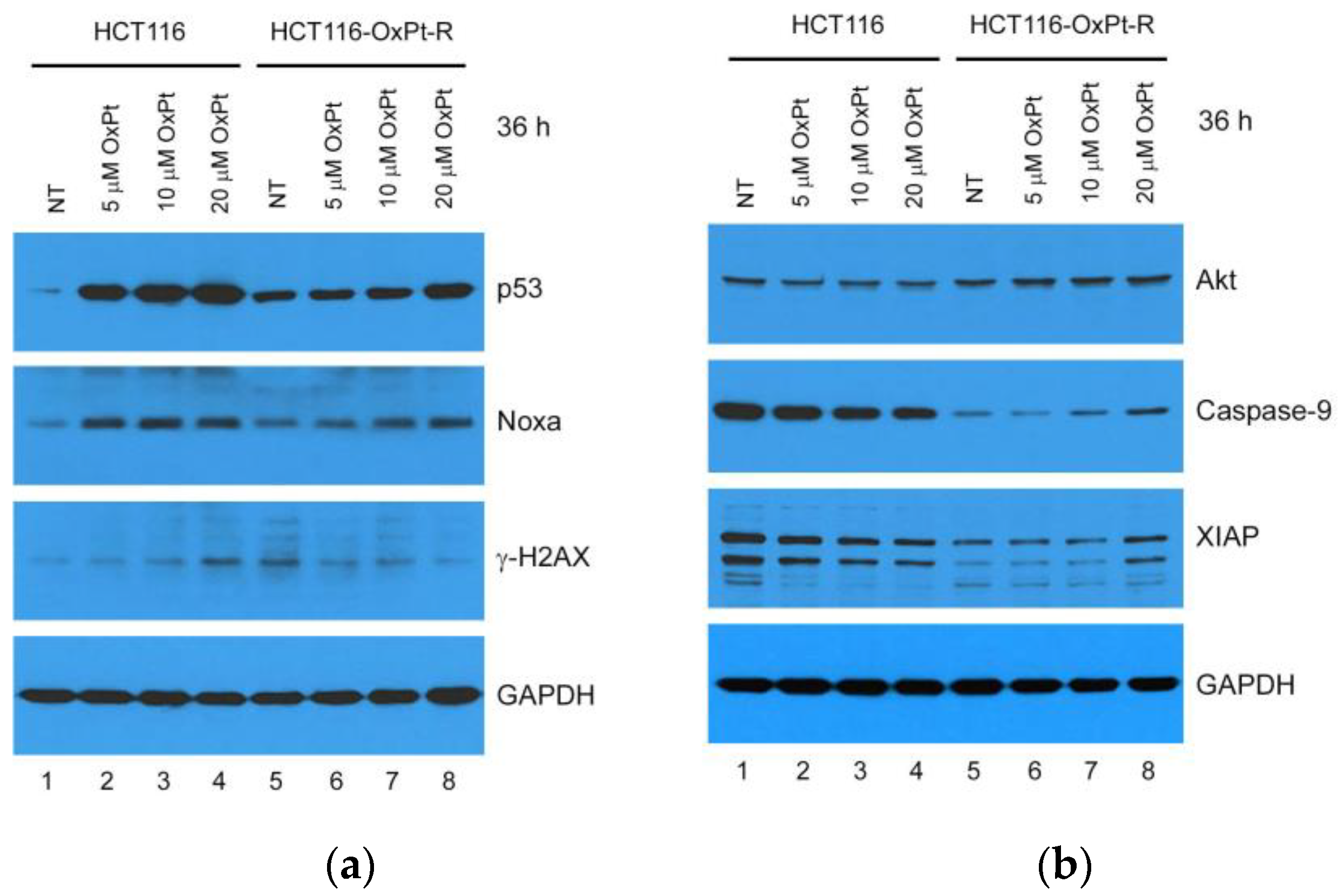 Ijms 24 09867 g004 Ijms 24 09867 g004