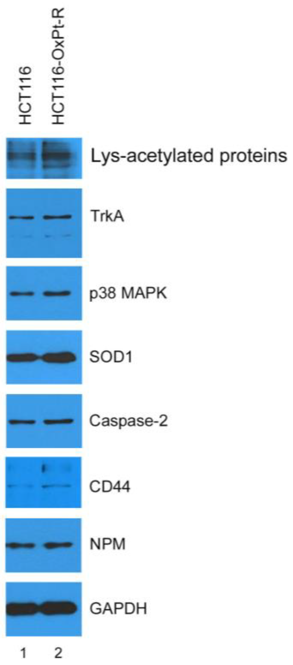 Ijms 24 09867 g006 Ijms 24 09867 g006