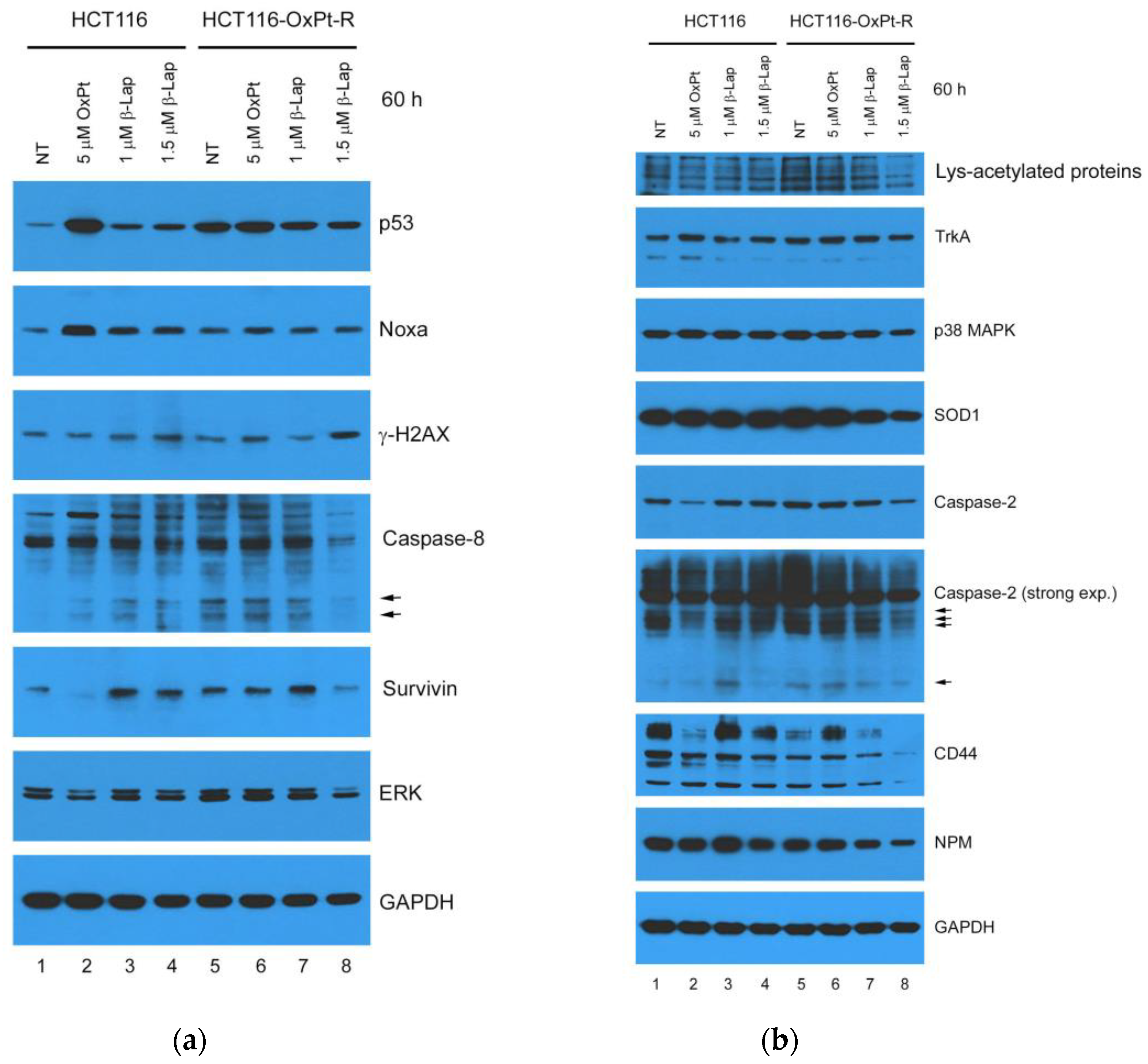 Ijms 24 09867 g010 Ijms 24 09867 g010