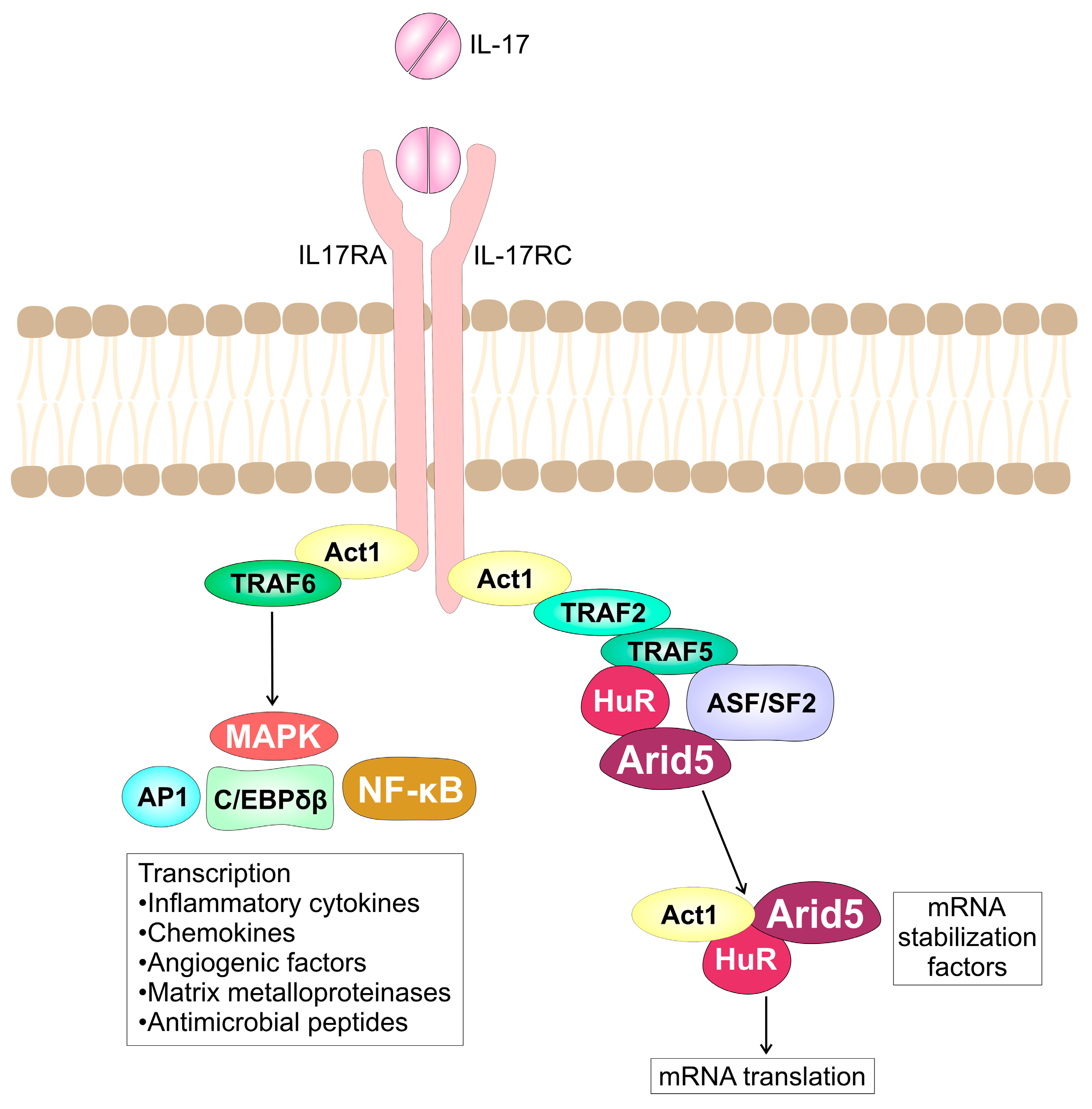 Ijms 24 09874 g001 Ijms 24 09874 g001