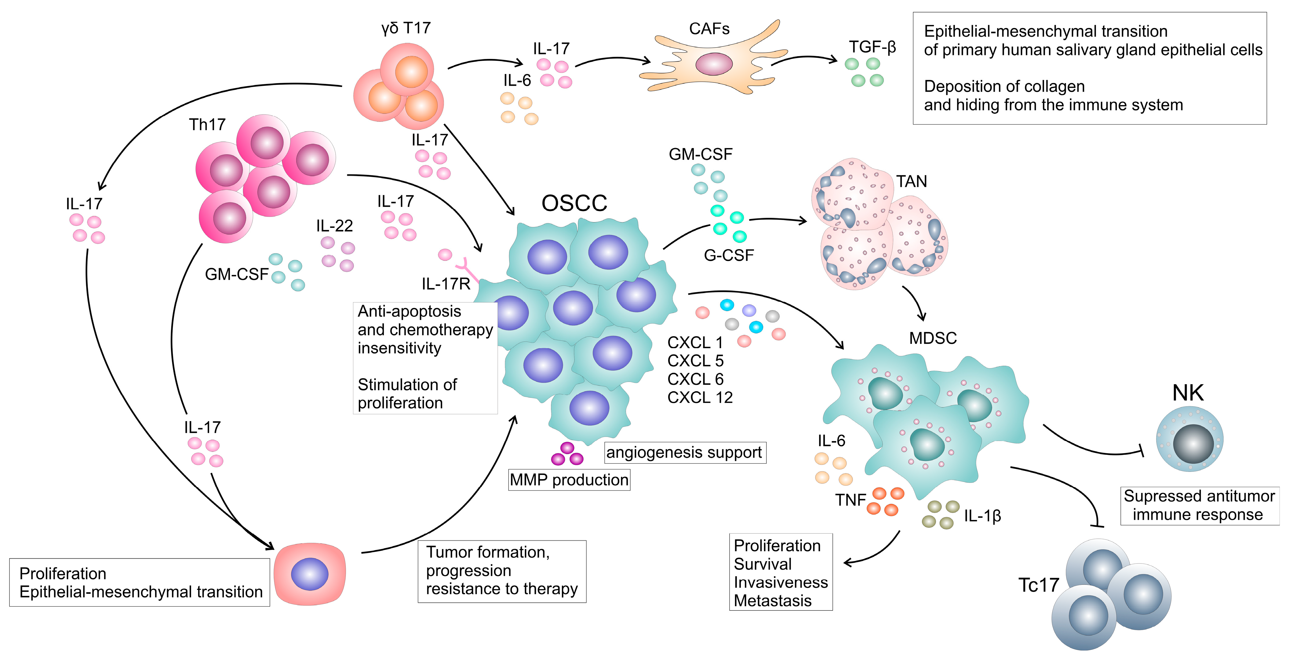 Ijms 24 09874 g002 Ijms 24 09874 g002