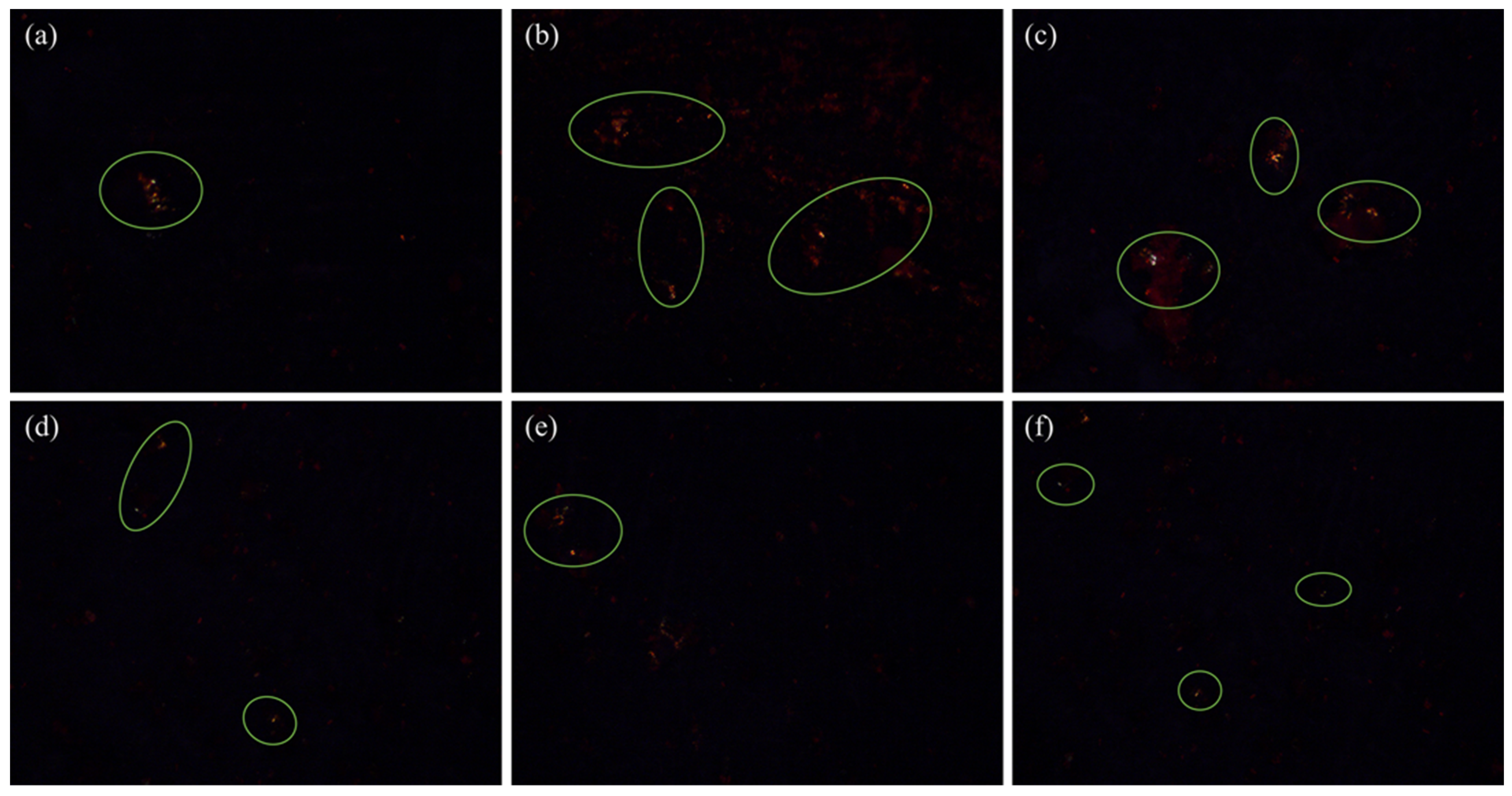 Investigating the Effects of NaCl on the Formation of AFs