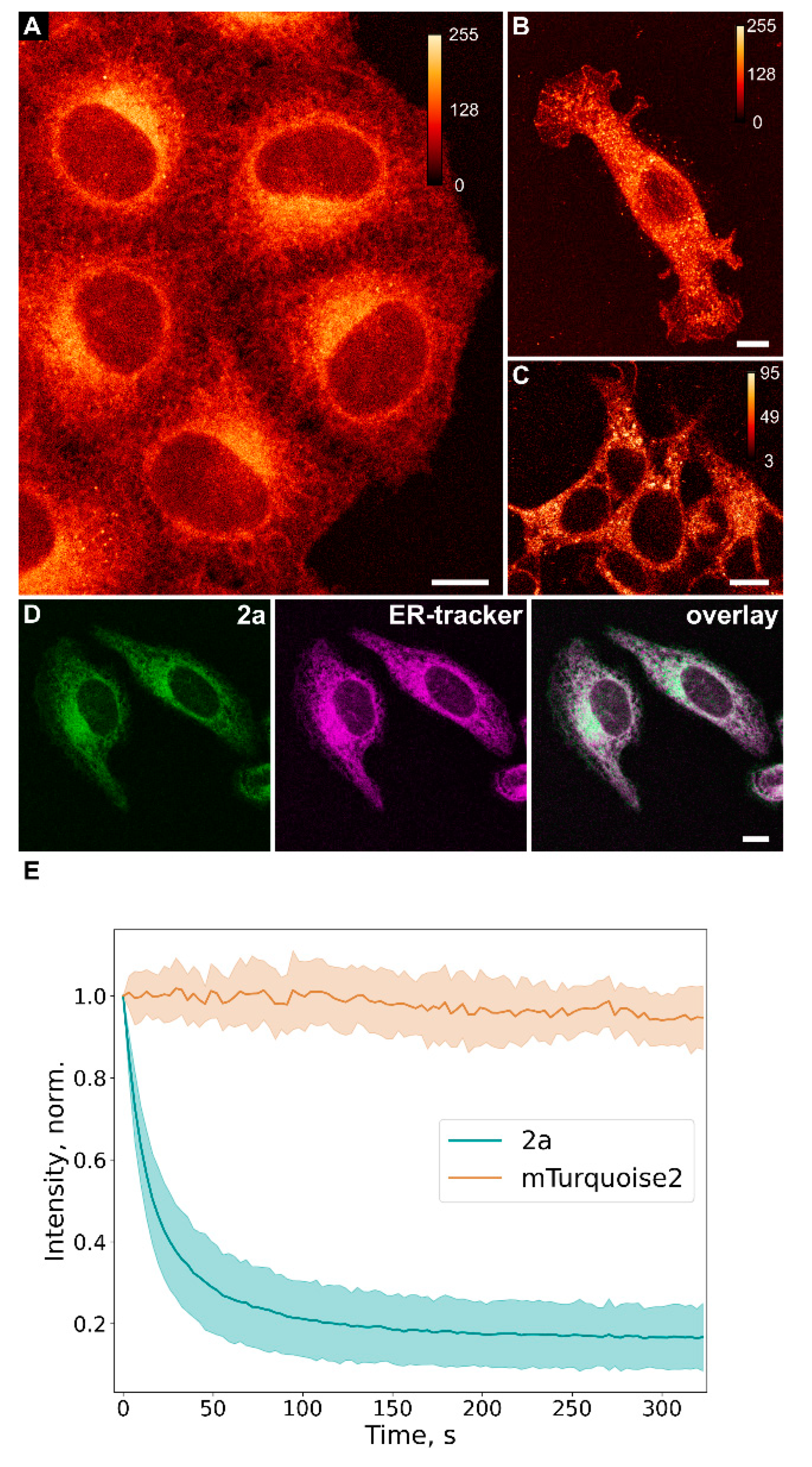 Ijms 24 09923 g003 Ijms 24 09923 g003