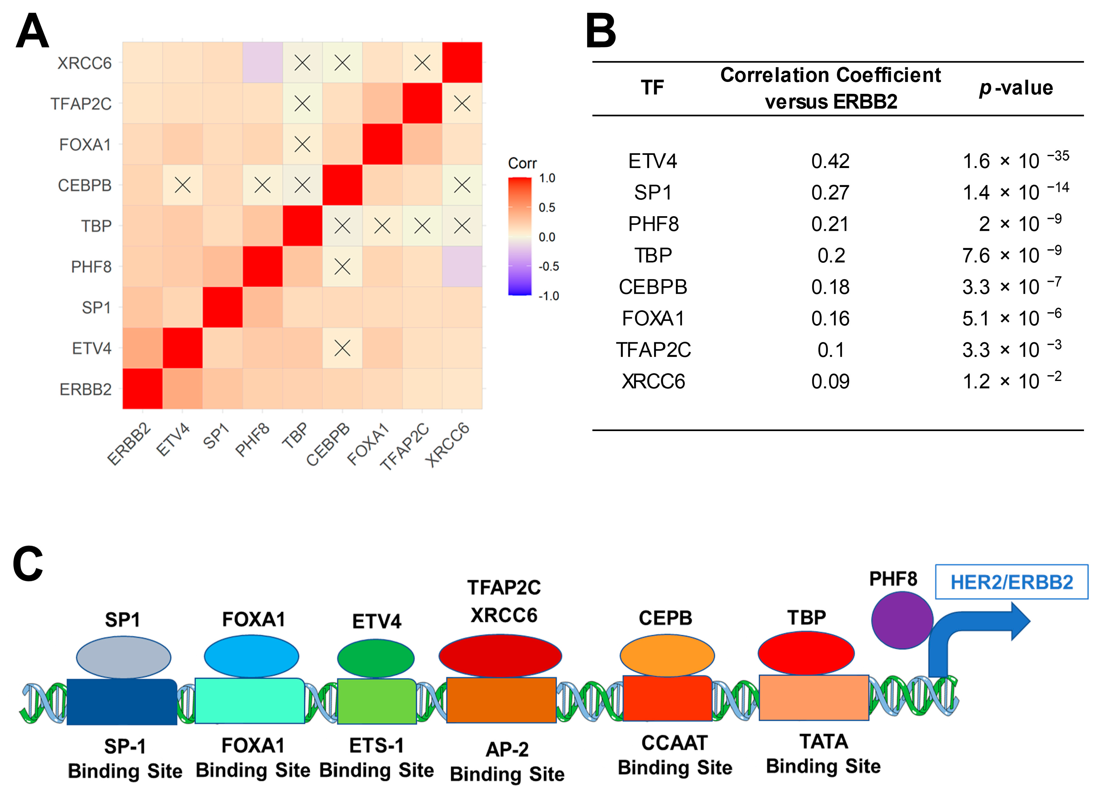Ijms 24 09943 g002 Ijms 24 09943 g002