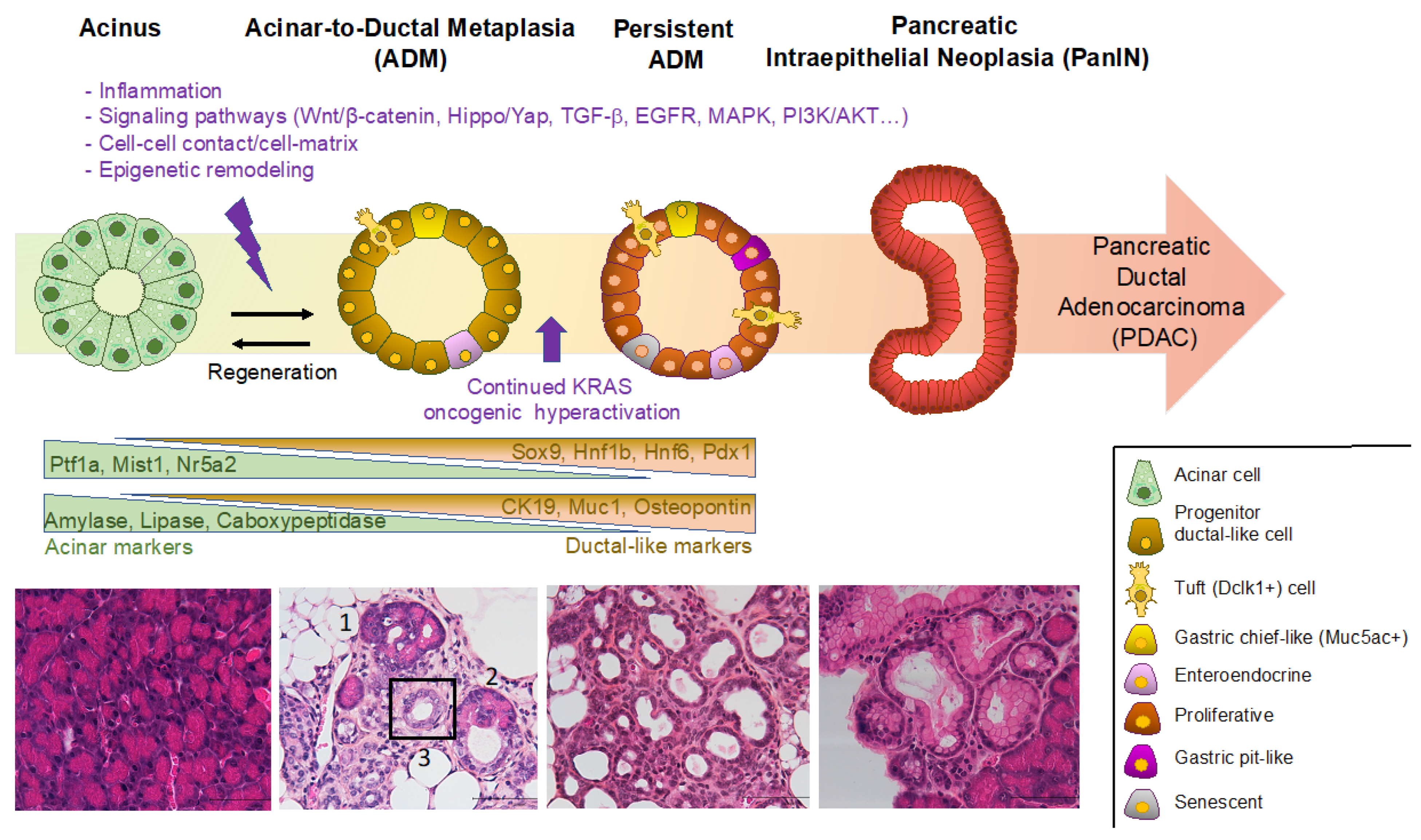 Ijms 24 09946 g001 Ijms 24 09946 g001