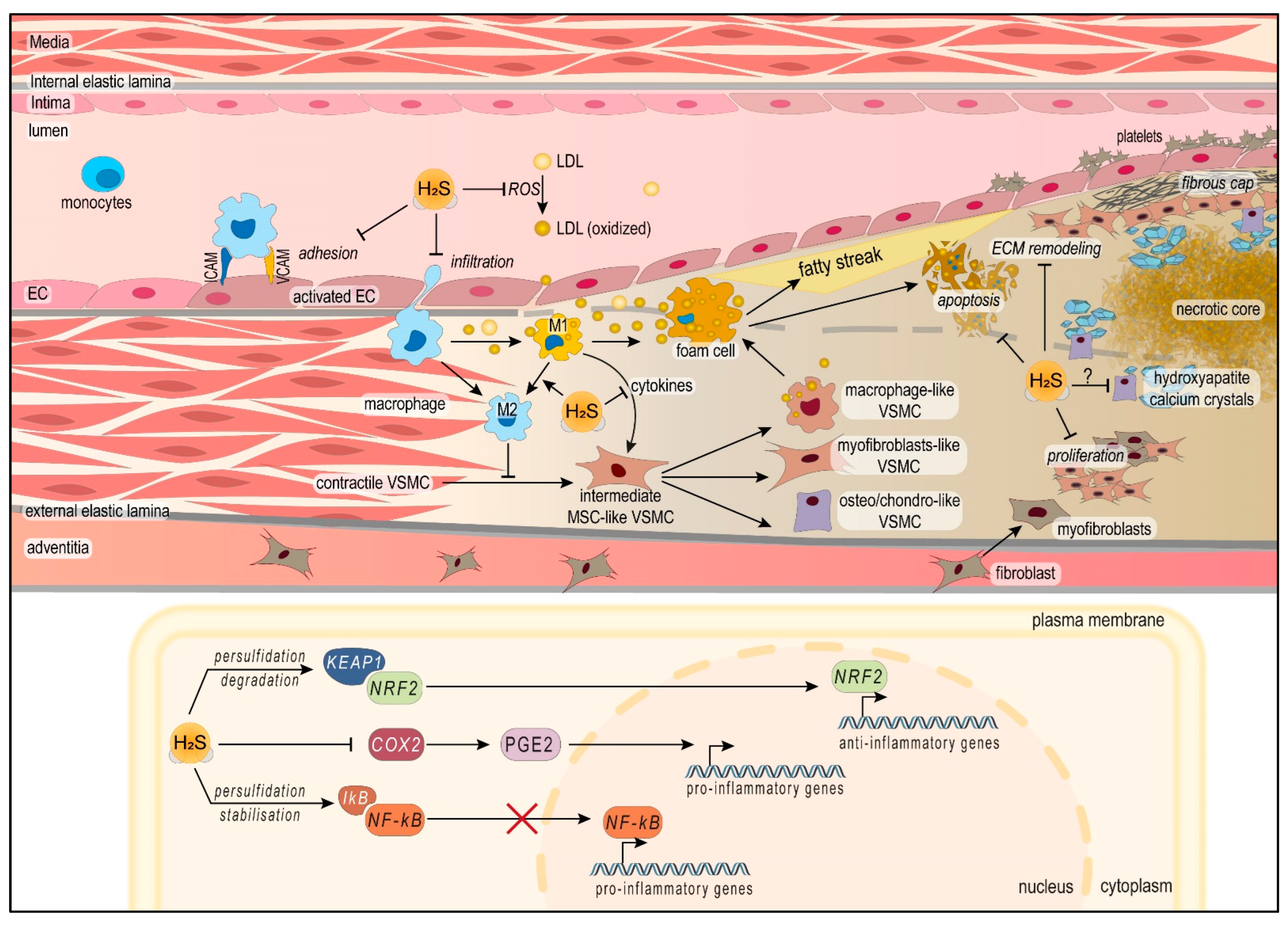 Ijms 24 09955 sch003