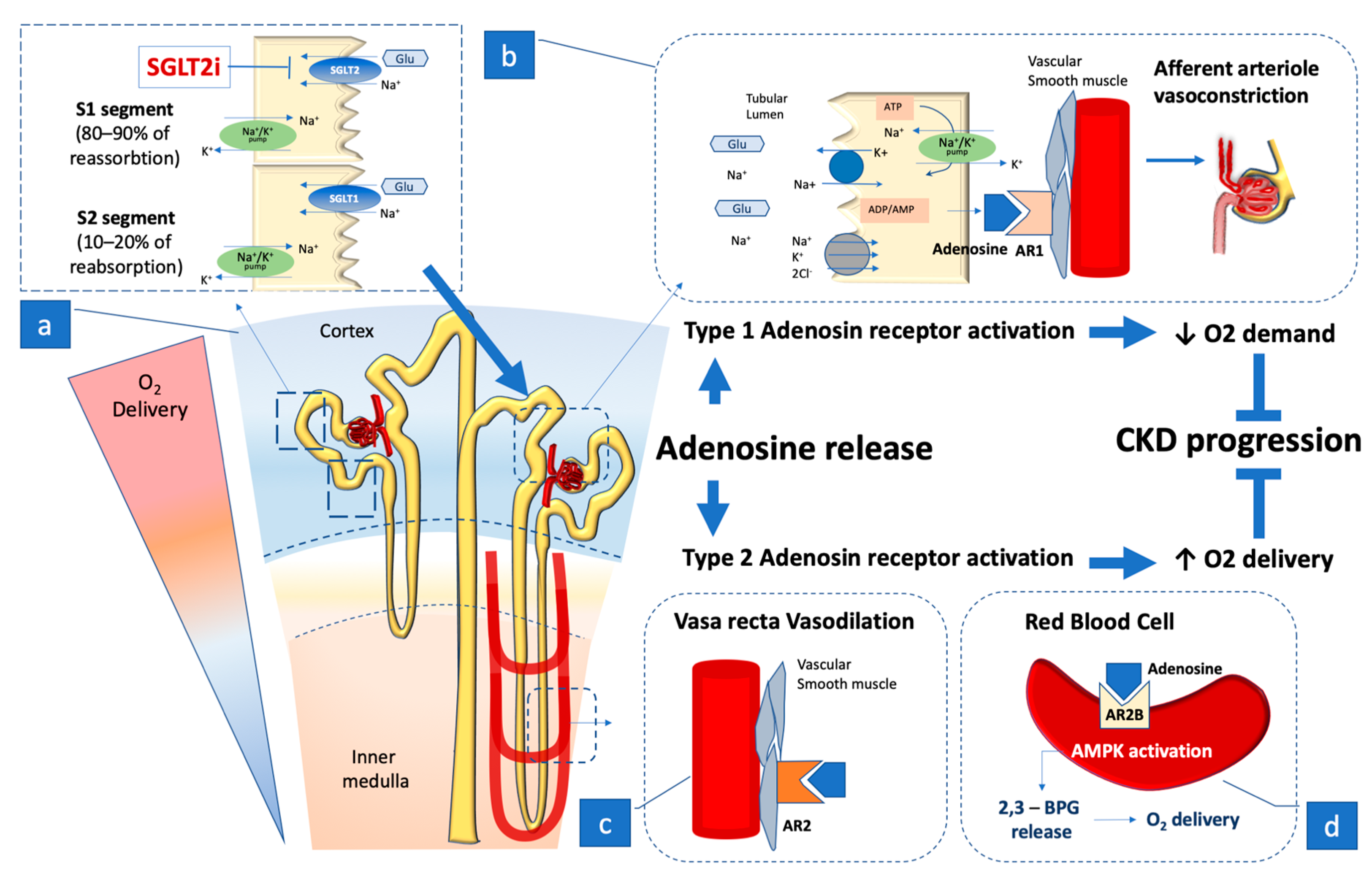 Ijms free full text renal oxygen demand and nephron function is
