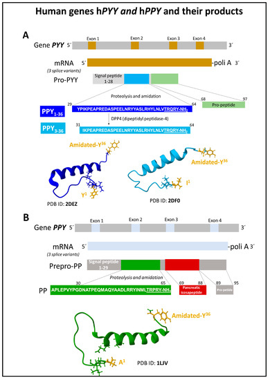 Neuropeptide Y Peptide Family and Cancer: Antitumor Therapeutic Strategies