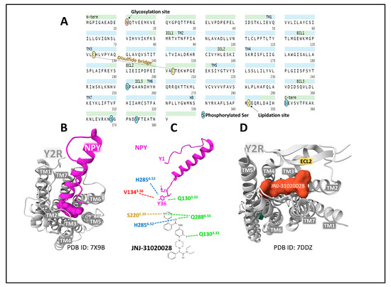 Neuropeptide Y Peptide Family and Cancer: Antitumor Therapeutic Strategies