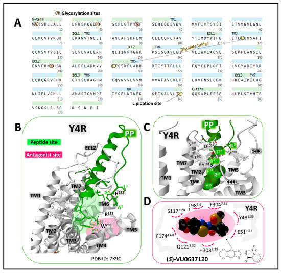 Neuropeptide Y Peptide Family and Cancer: Antitumor Therapeutic Strategies