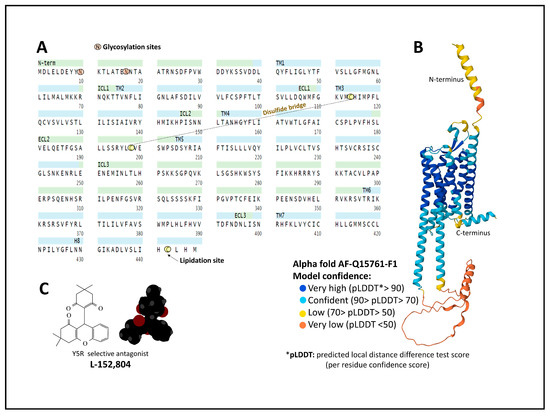 Neuropeptide Y Peptide Family and Cancer: Antitumor Therapeutic Strategies