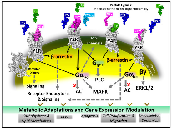 Neuropeptide Y Peptide Family and Cancer: Antitumor Therapeutic Strategies