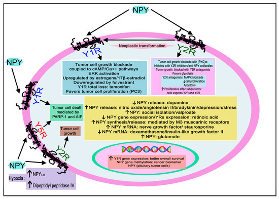Neuropeptide Y Peptide Family and Cancer: Antitumor Therapeutic Strategies