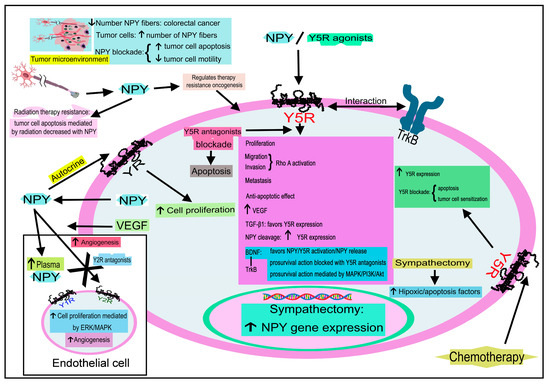 Neuropeptide Y Peptide Family and Cancer: Antitumor Therapeutic Strategies