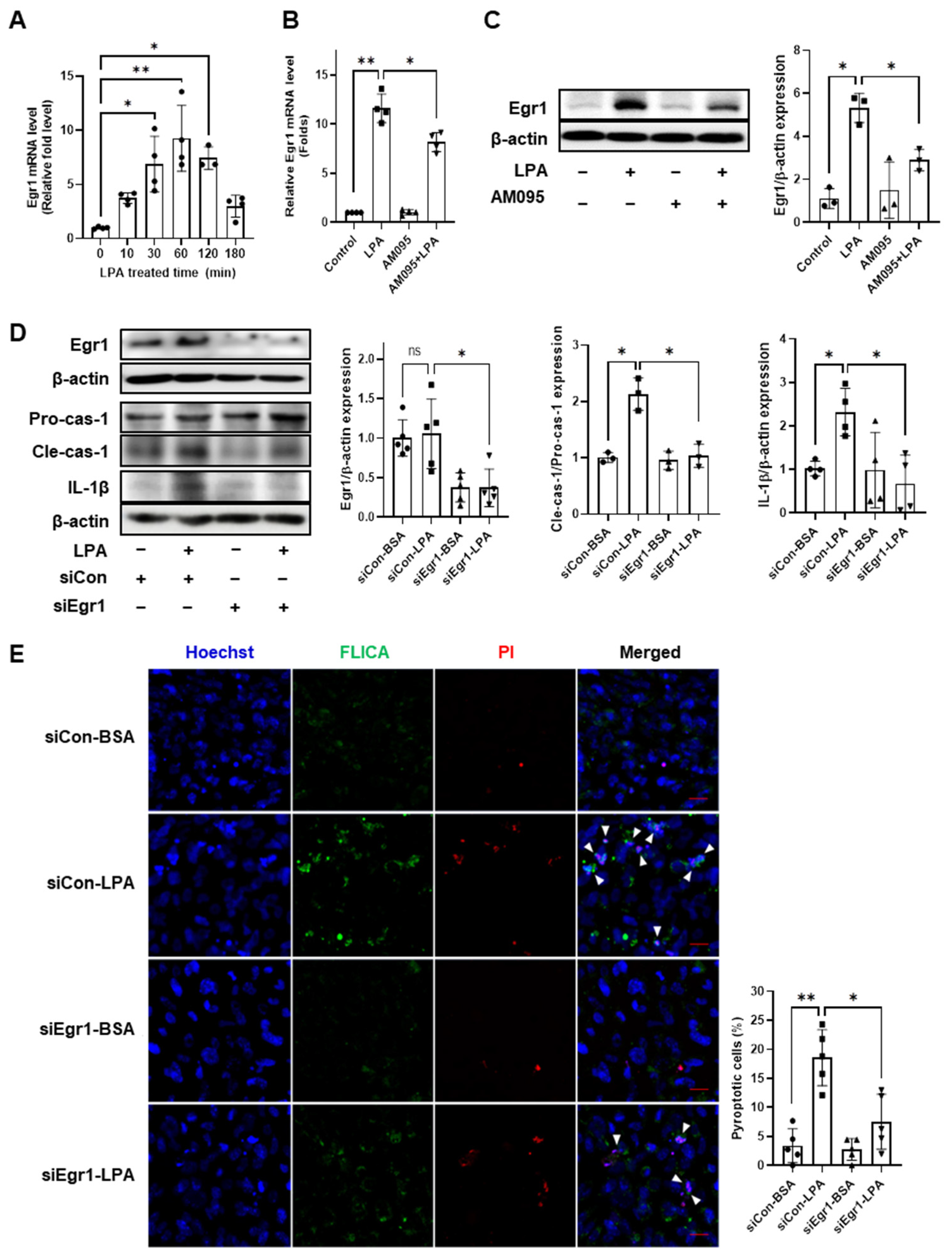 Ijms 24 09968 g004 Ijms 24 09968 g004