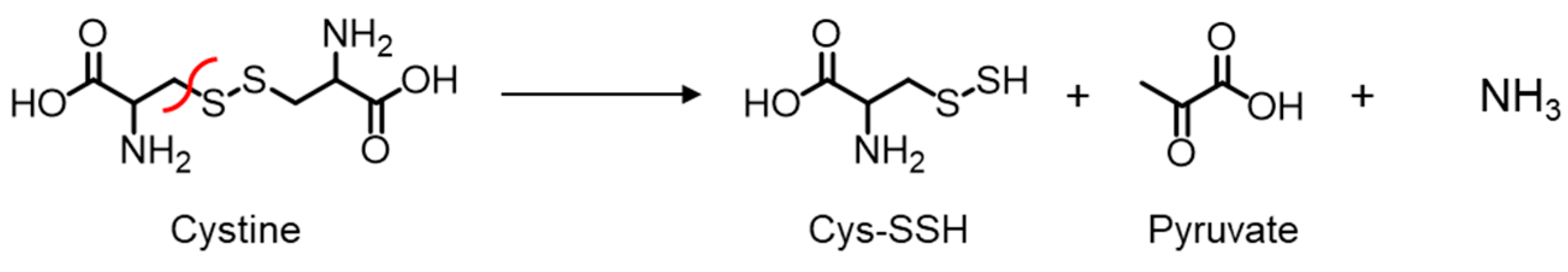 IJMS | Free Full-Text | Cystathionine γ-Lyase Self-Inactivates by ...
