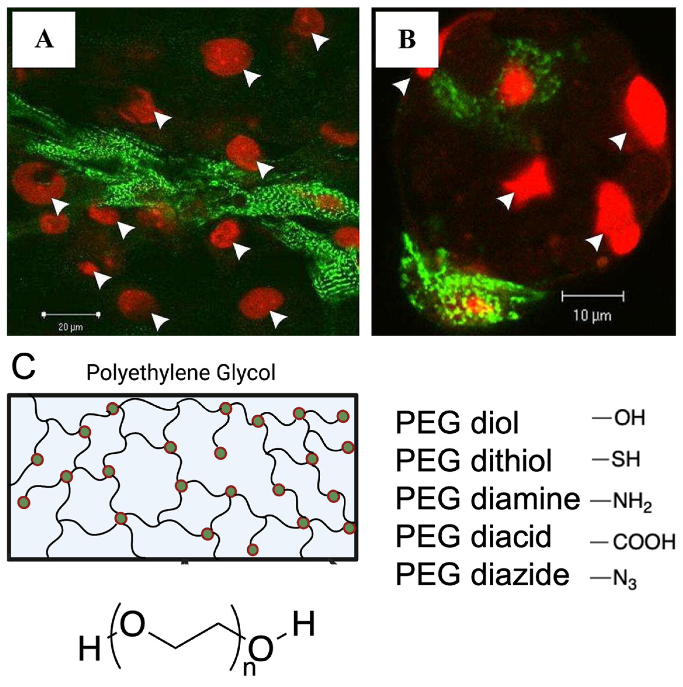 Ijms 24 09995 g001 Ijms 24 09995 g001