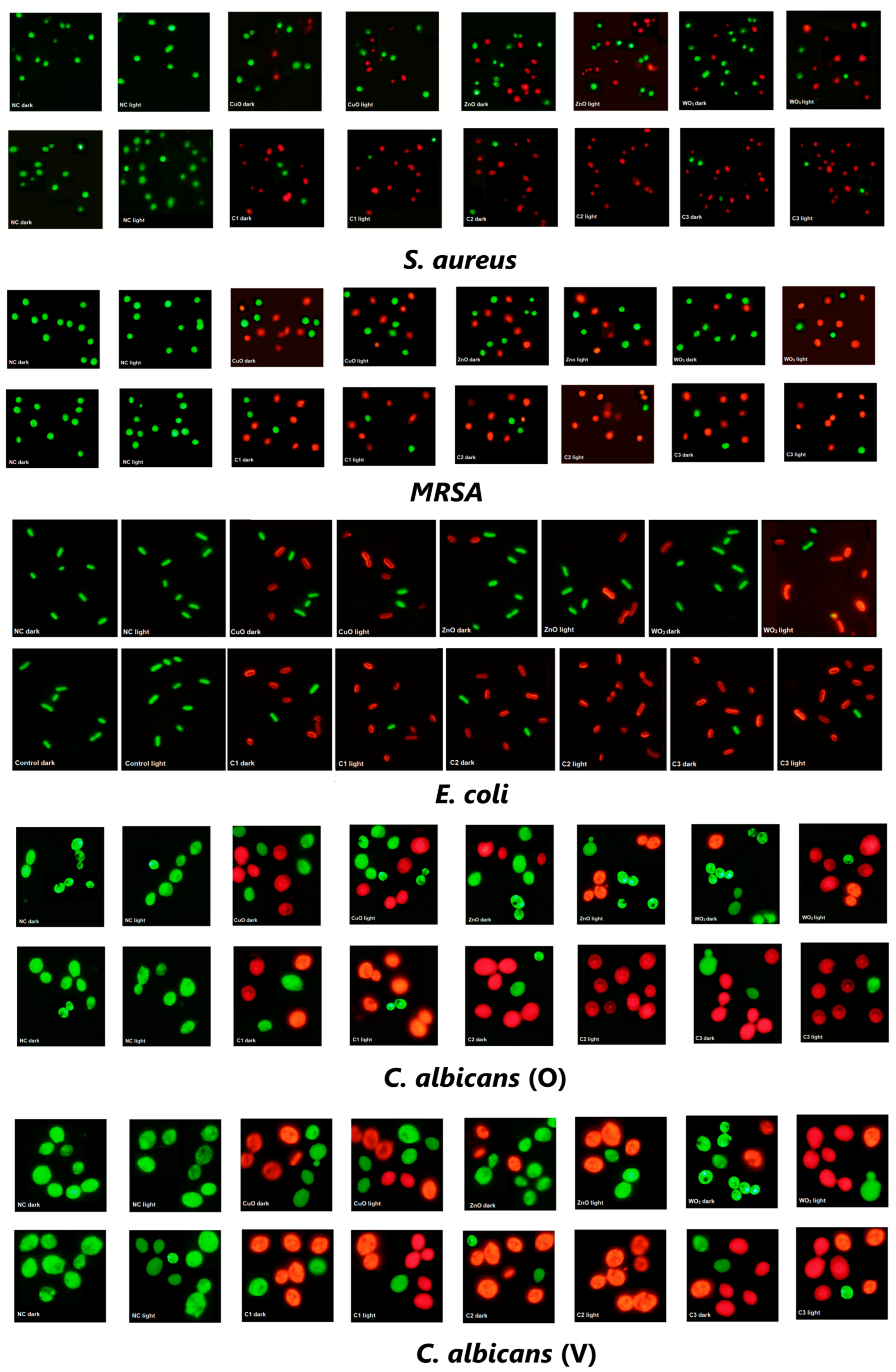 Ijms 24 09998 g007 Ijms 24 09998 g007