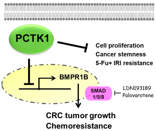 PCTAIRE Protein Kinase 1 (PCTK1) Suppresses Proliferation