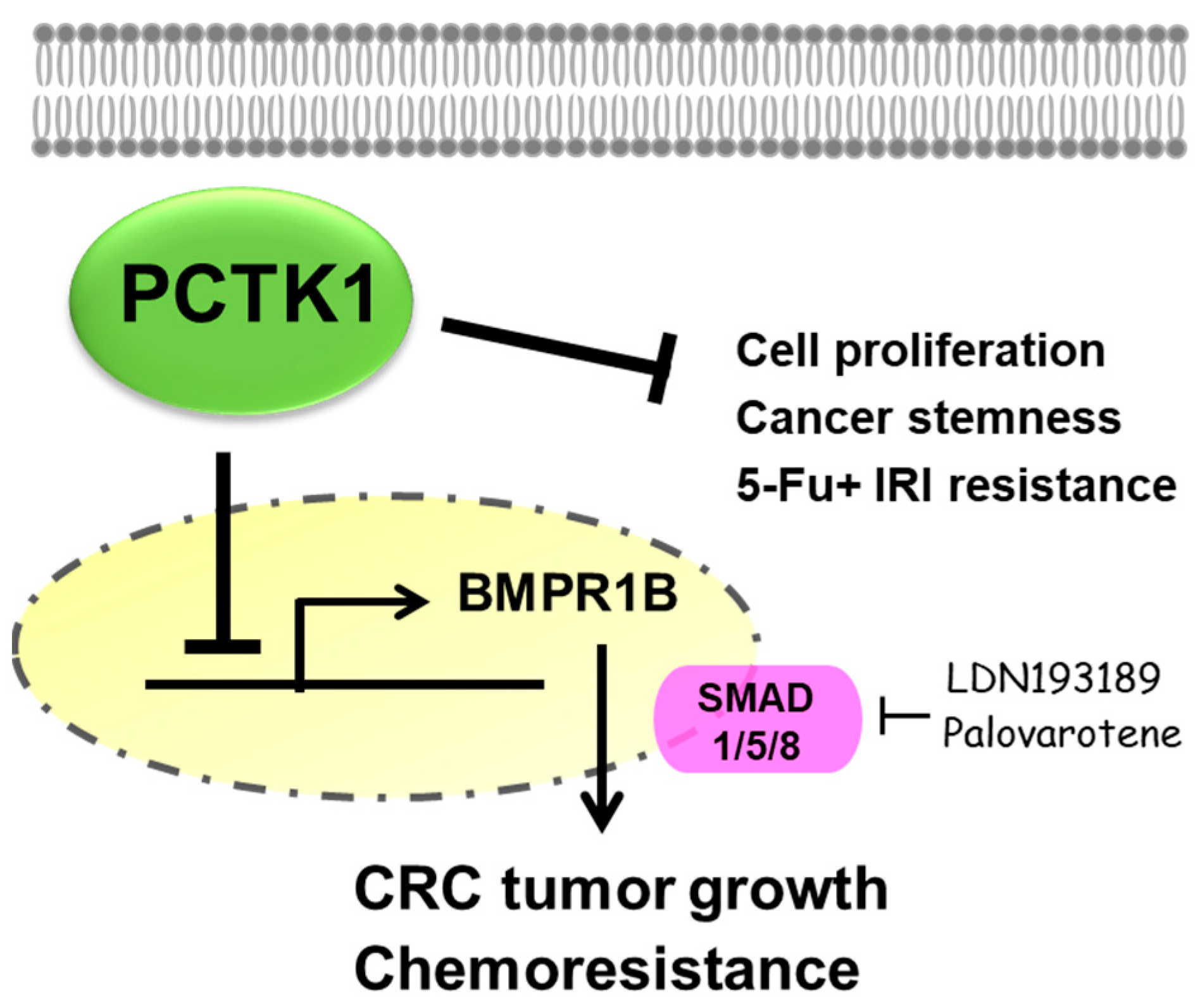 Ijms 24 10008 g008 Ijms 24 10008 g008
