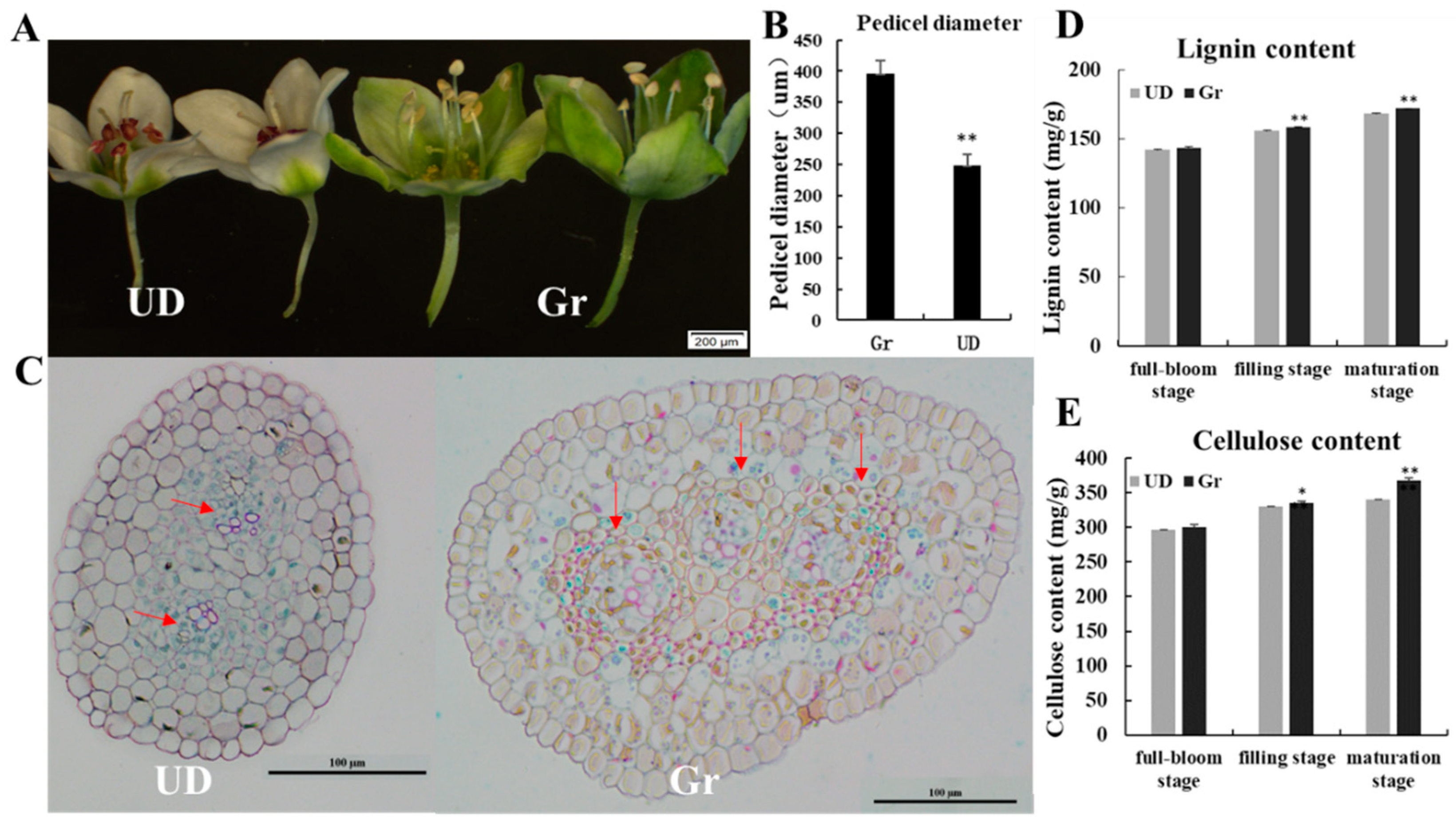 Ijms 24 10013 g001 Ijms 24 10013 g001