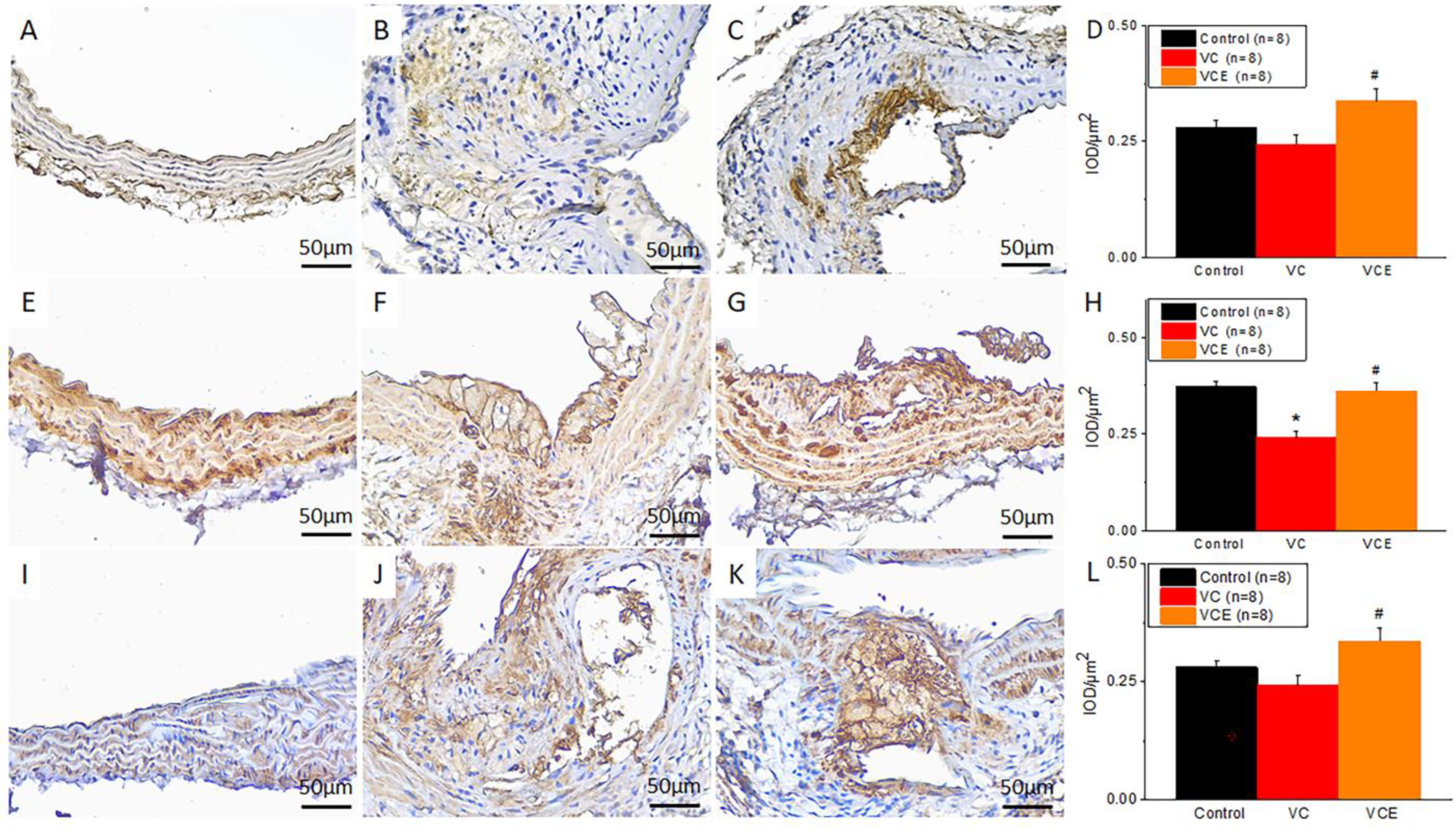 Ijms 24 10016 g009 Ijms 24 10016 g009