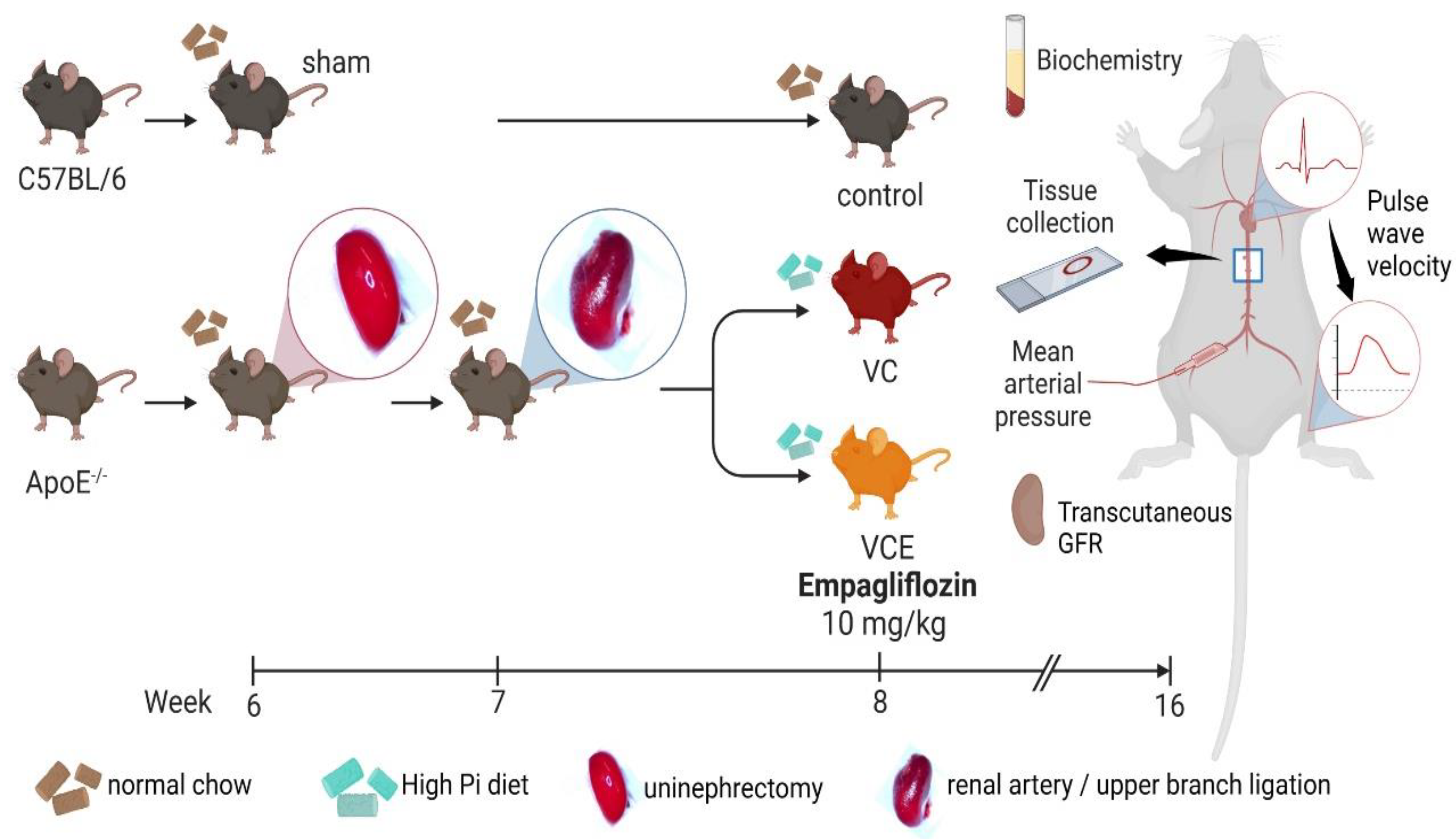 Ijms 24 10016 g010 Ijms 24 10016 g010