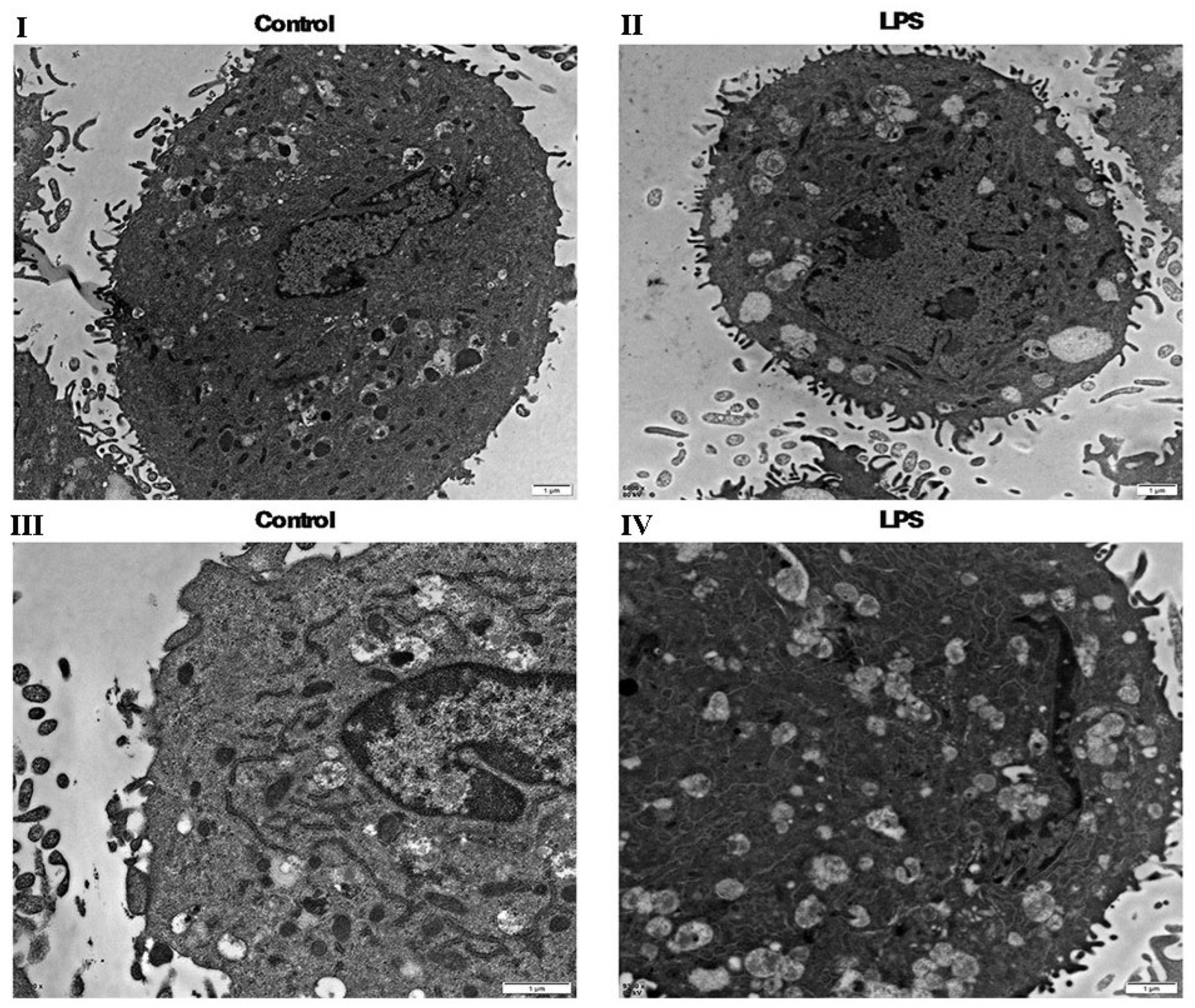 Ijms 24 10018 g005 Ijms 24 10018 g005