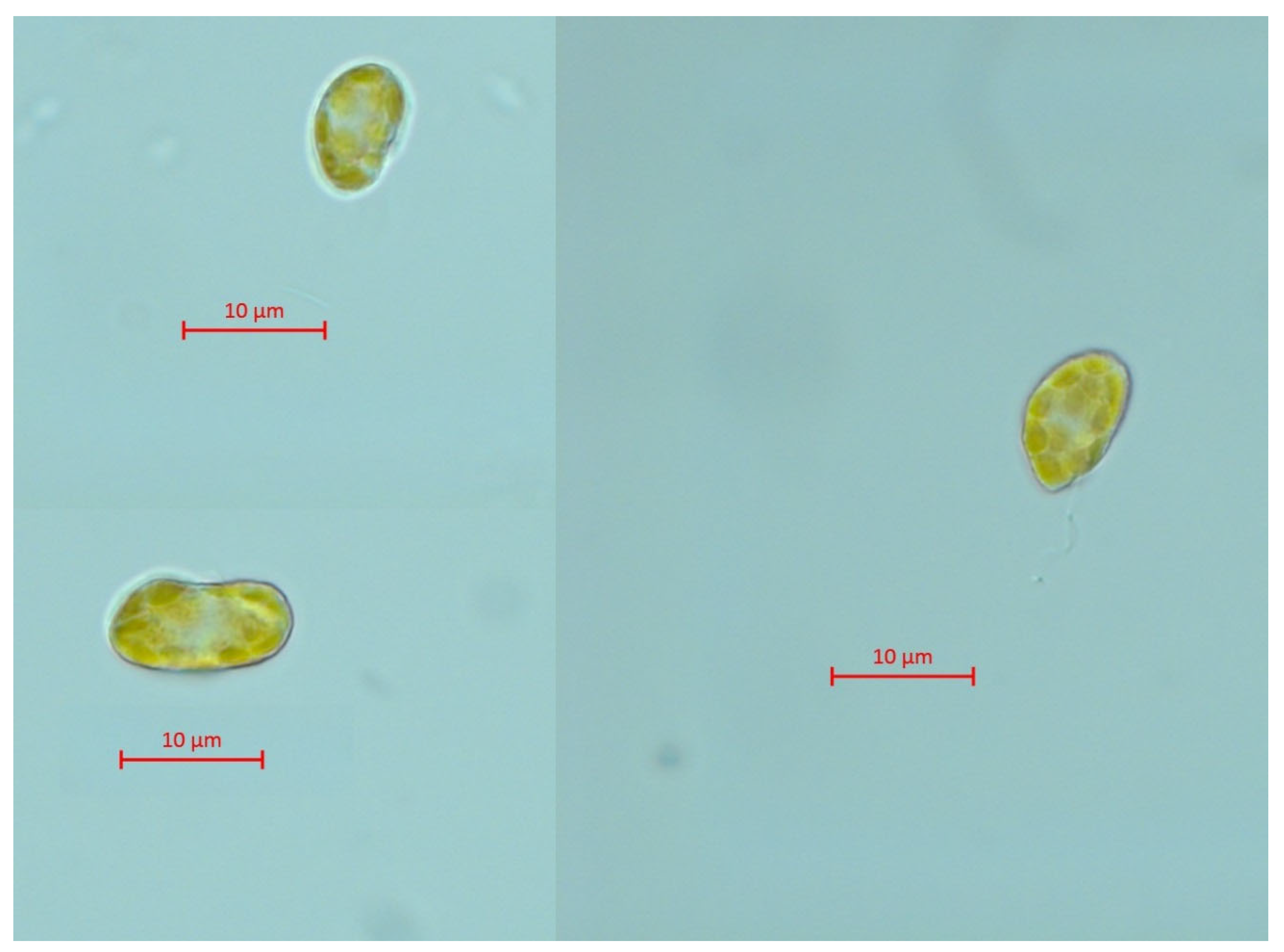 Ijms 24 10020 g002 Ijms 24 10020 g002