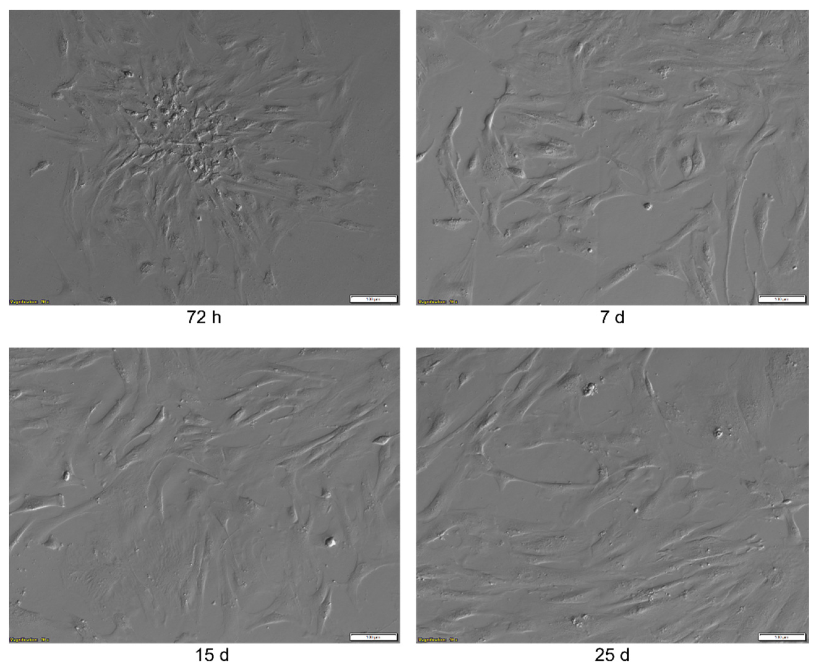 Apoptosis Related Human Wharton's Jelly-Derived Stem Cells Apoptosis Related Human Wharton's Jelly-Derived Stem Cells