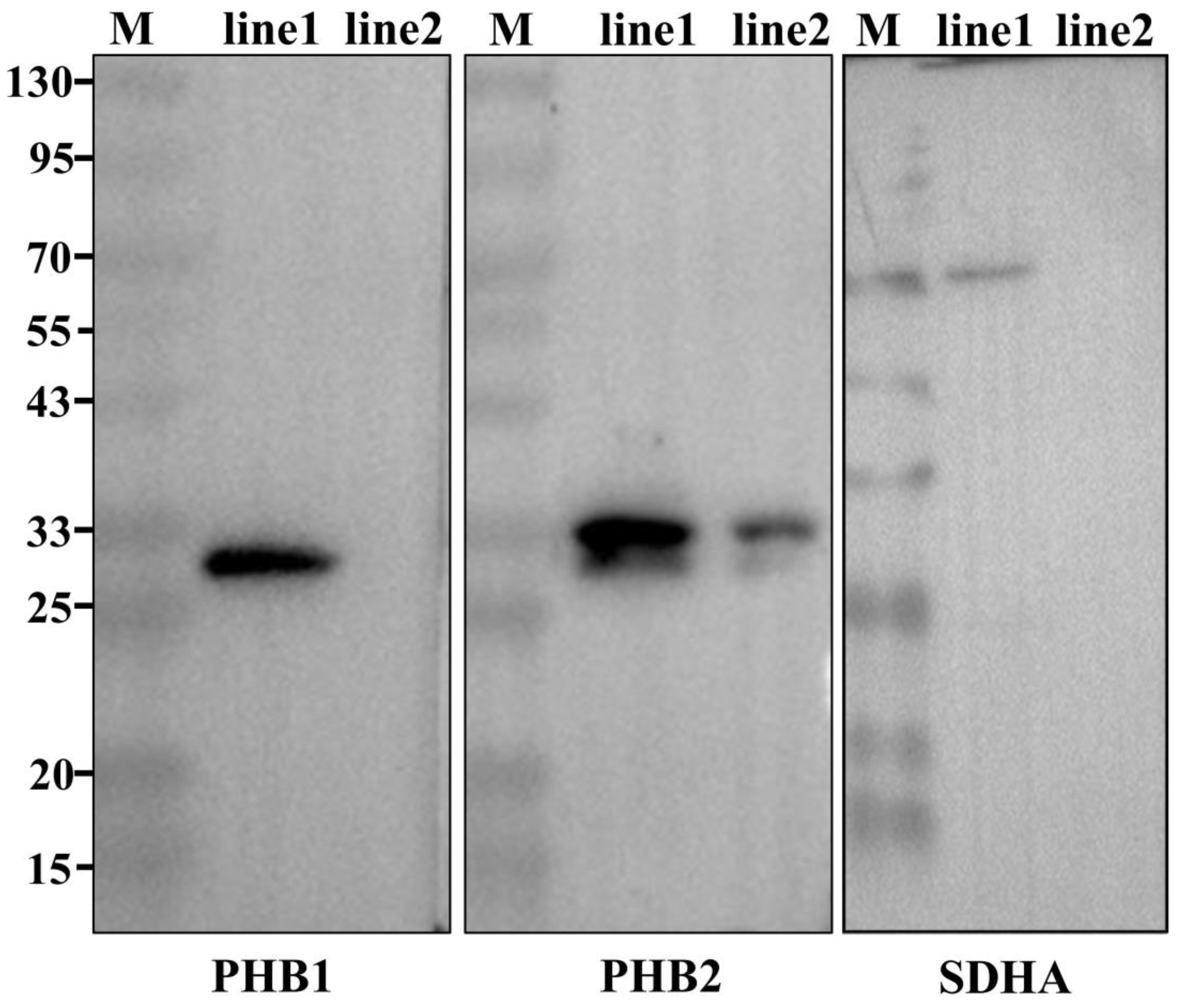 Ijms 24 10030 g006 Ijms 24 10030 g006