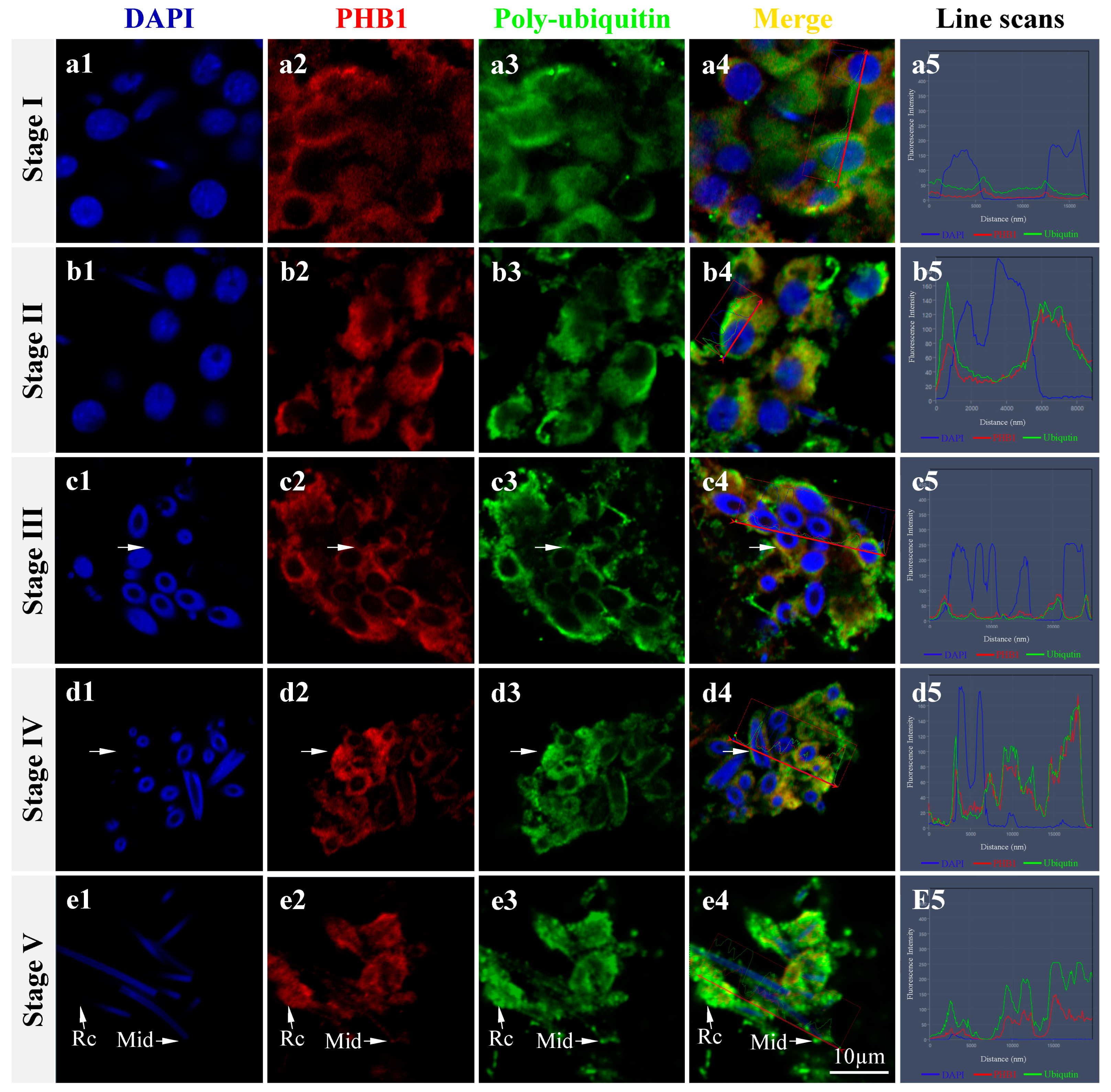 Ijms 24 10030 g008 Ijms 24 10030 g008