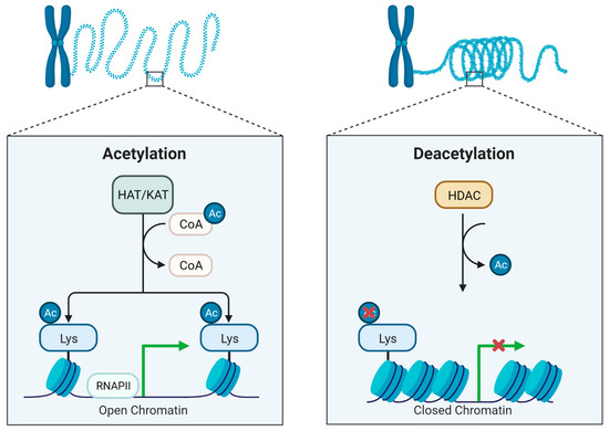 Role of Histone Deacetylases in the Pathogenesis of Salivary Gland ...