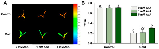 Transcriptome Analysis Reveals That Ascorbic Acid Treatment