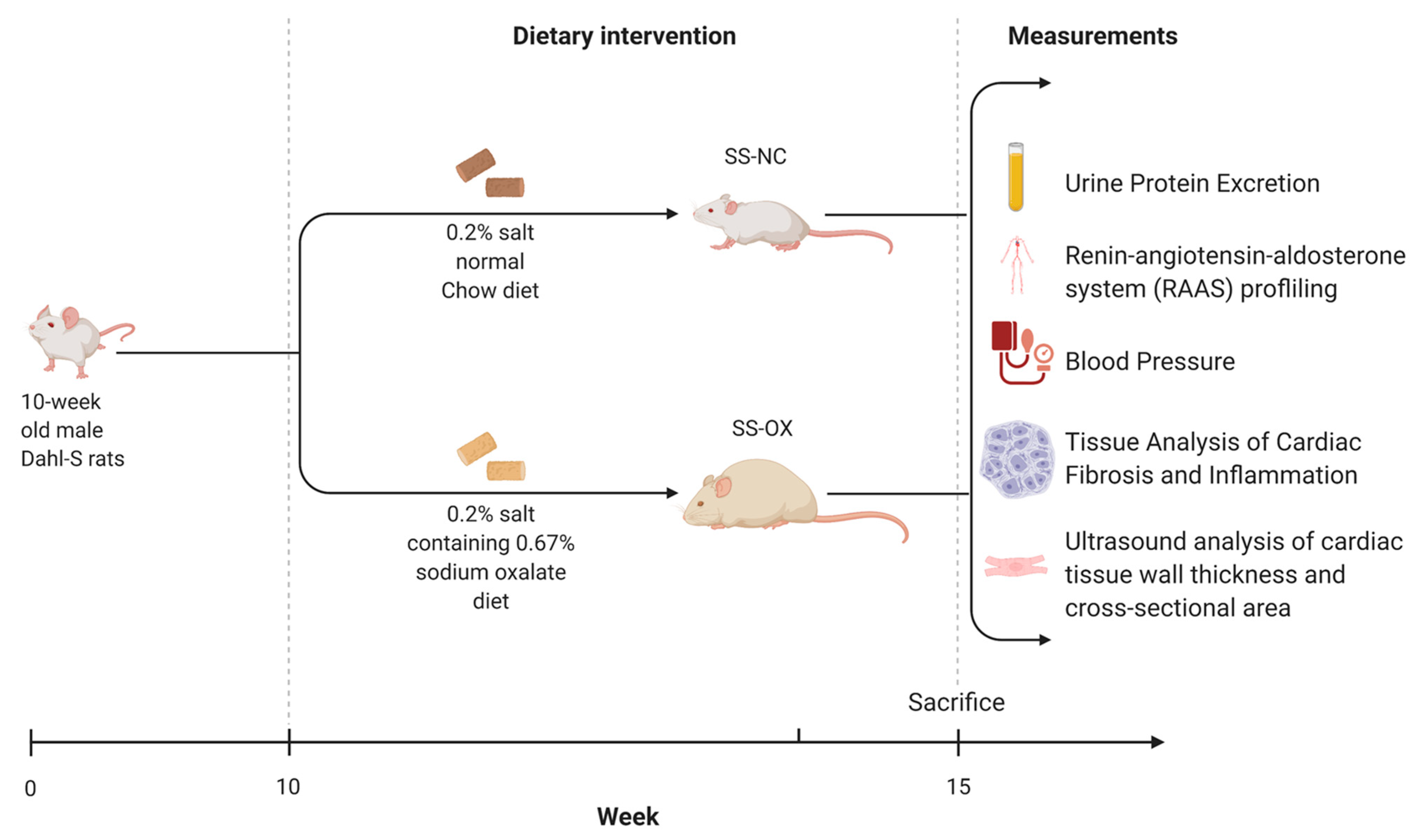 Ijms 24 10062 g007 Ijms 24 10062 g007