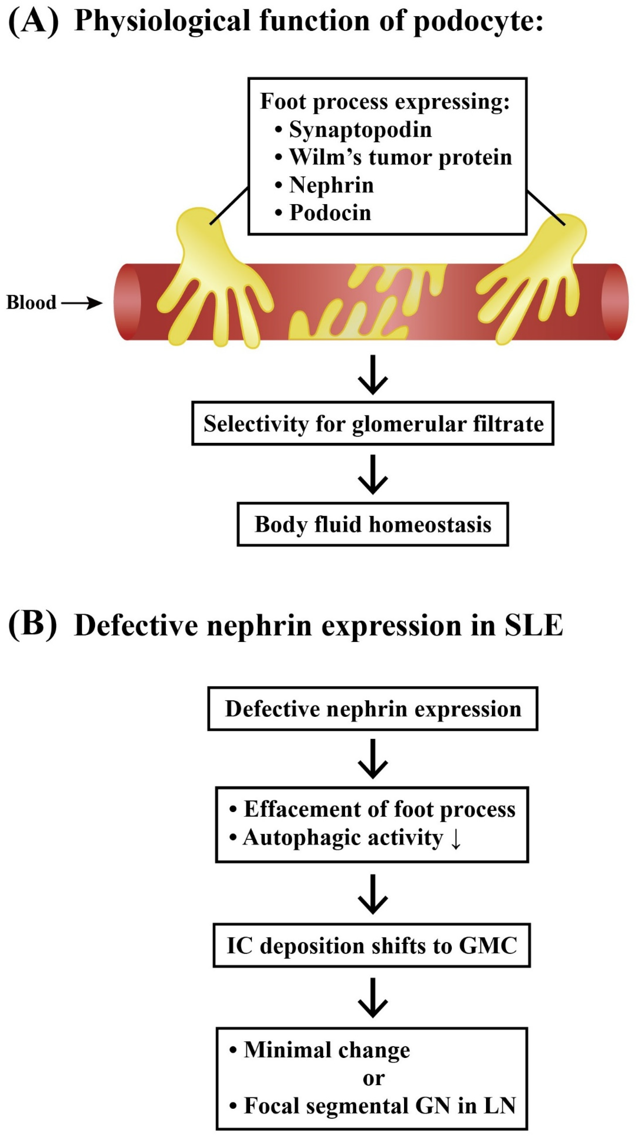 Ijms 24 10066 g002 Ijms 24 10066 g002