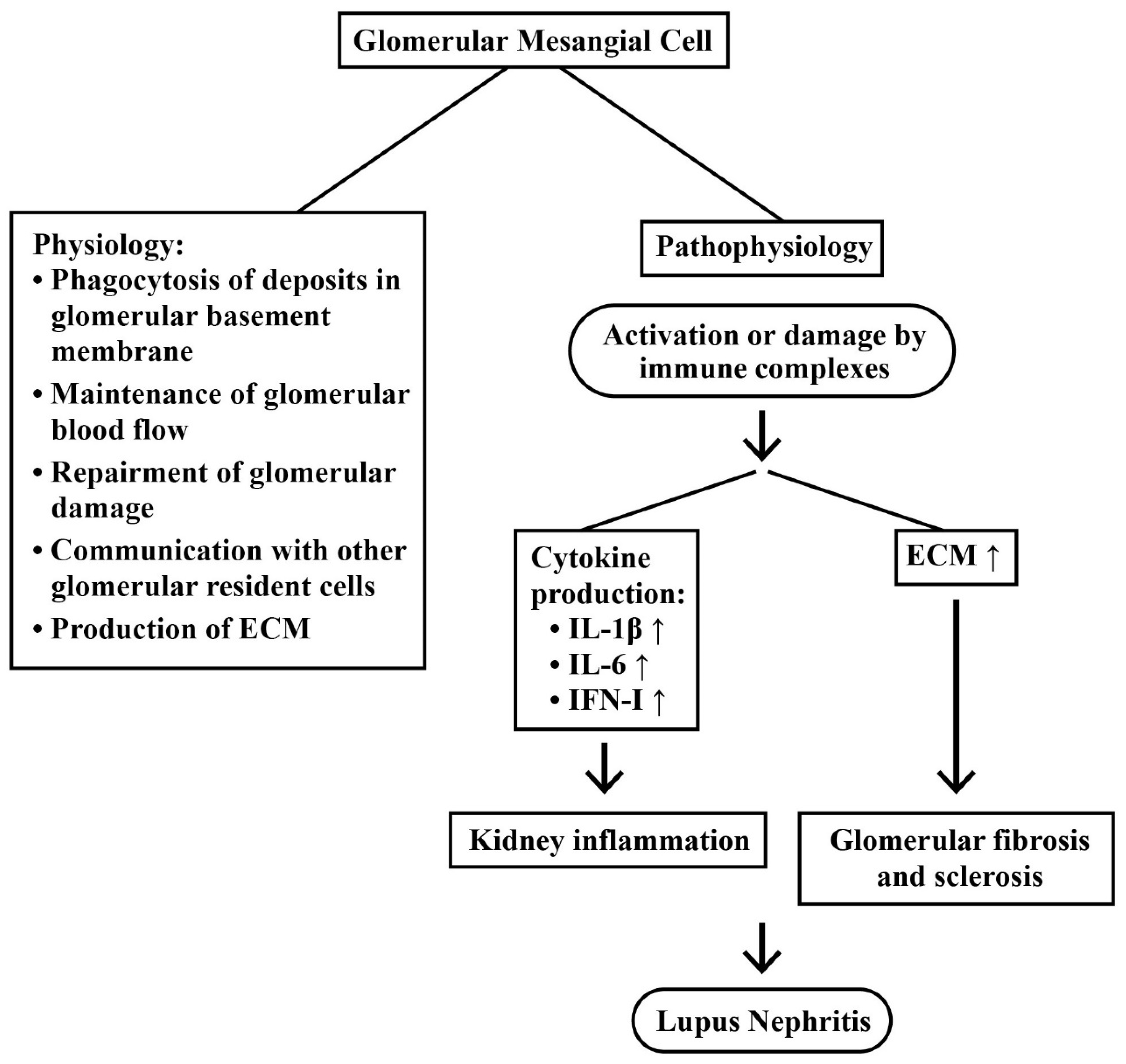 Ijms 24 10066 g003 Ijms 24 10066 g003