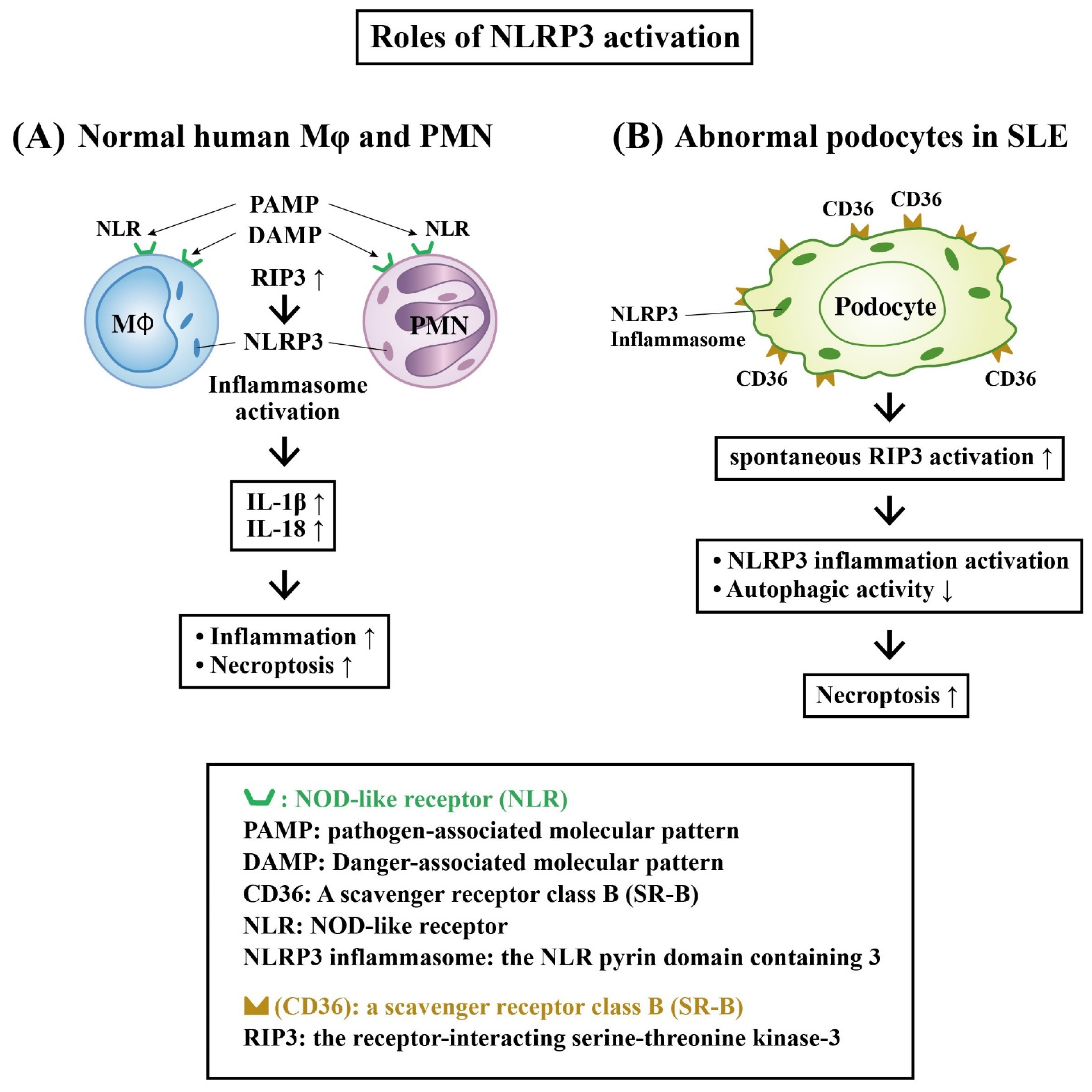 Ijms 24 10066 g006 Ijms 24 10066 g006
