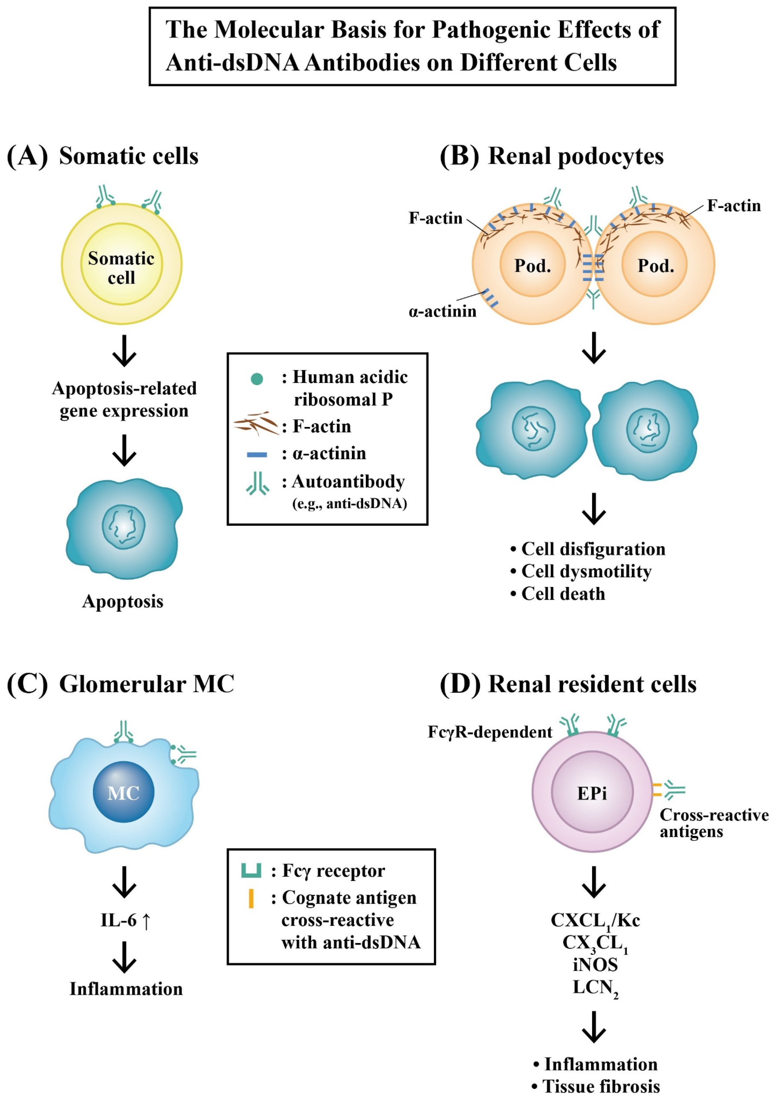 Ijms 24 10066 g007 Ijms 24 10066 g007