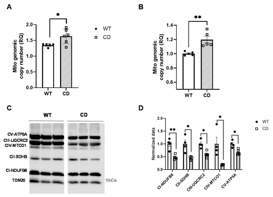 Dysfunctional Mitochondria in the Cardiac Fibers of a Williams