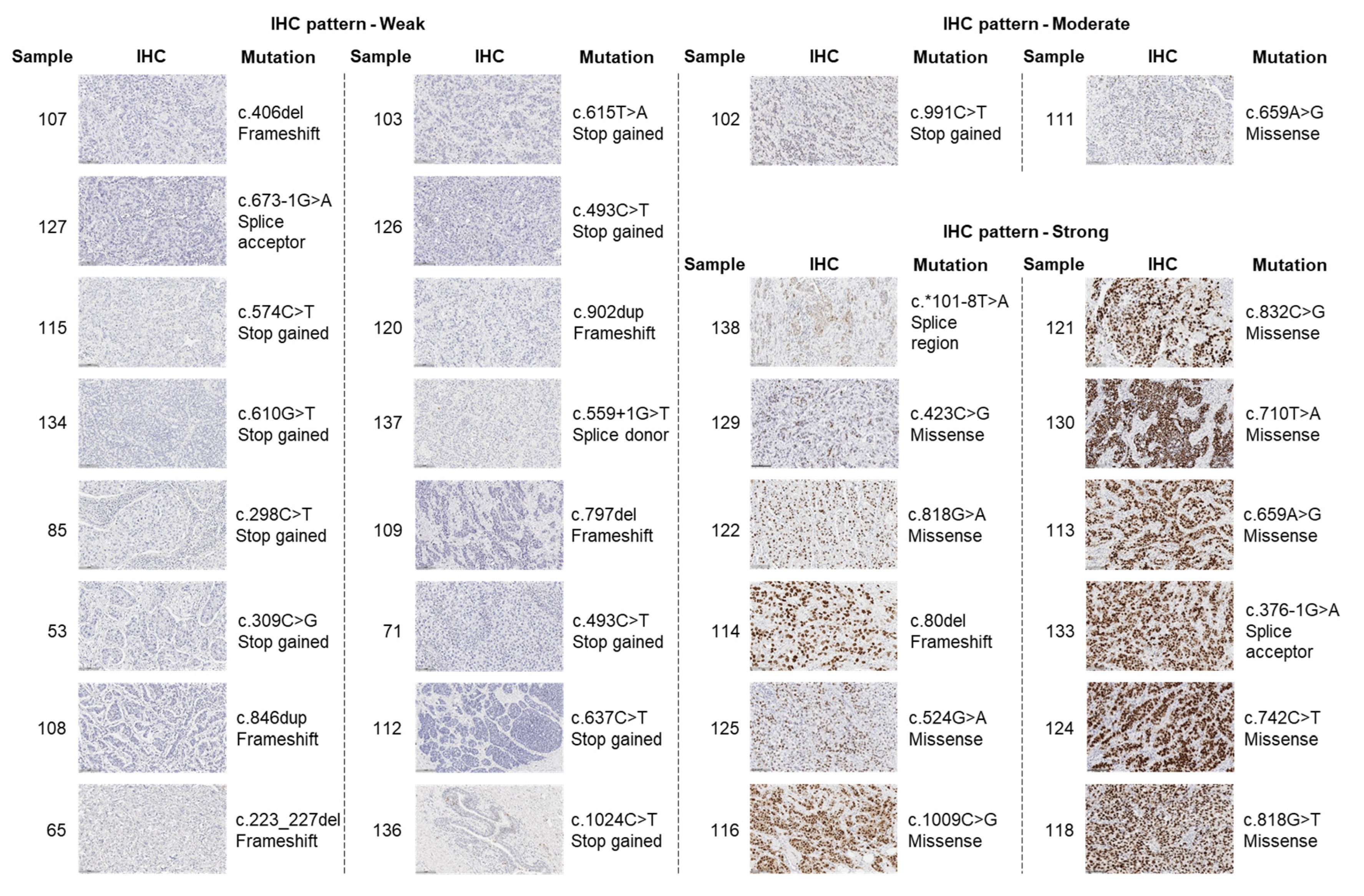 Ijms 24 10078 g002 Ijms 24 10078 g002