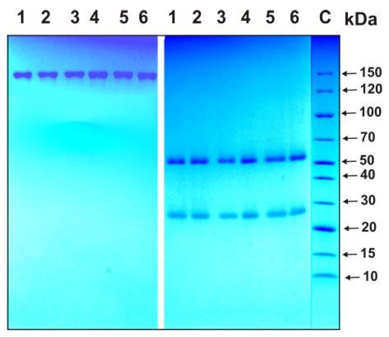 Ijms 24 10081 g002 Ijms 24 10081 g002