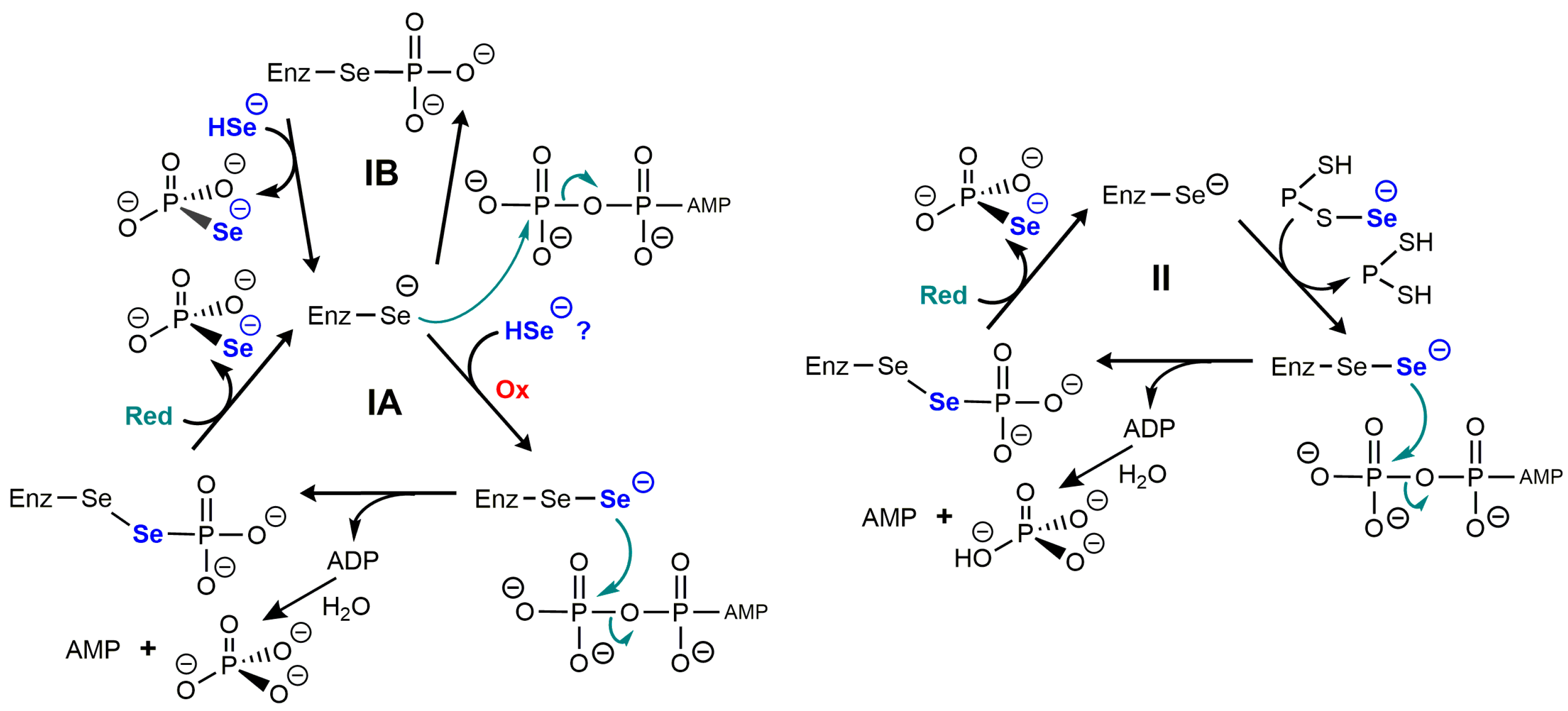 Ijms 24 10109 g003 Ijms 24 10109 g003