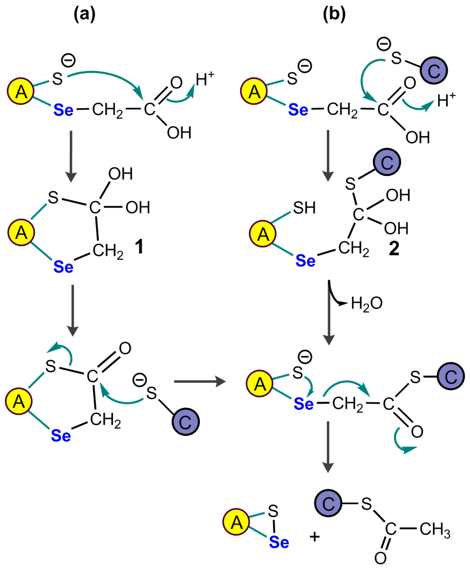 Ijms 24 10109 g008 Ijms 24 10109 g008