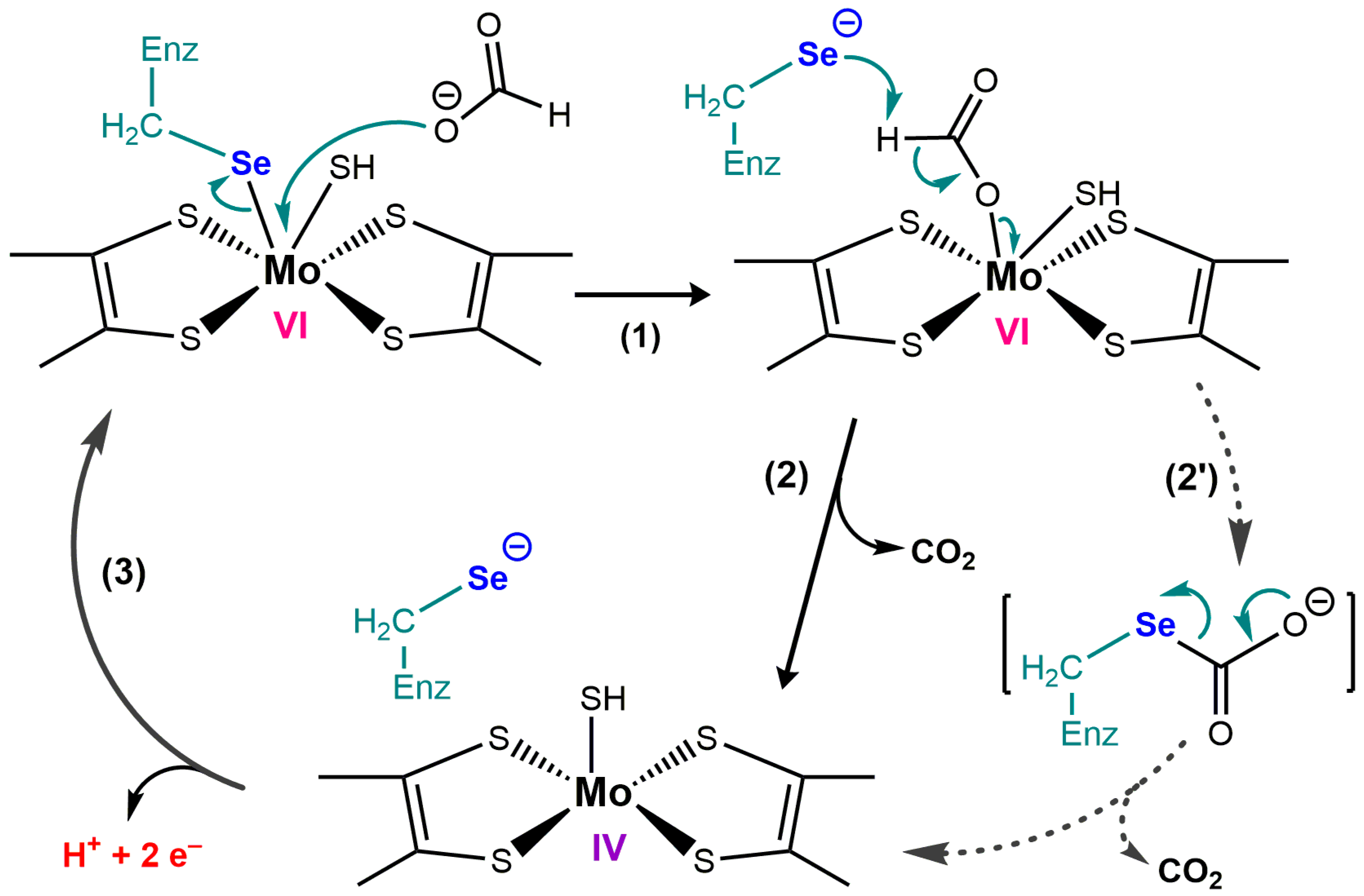 Ijms 24 10109 g010 Ijms 24 10109 g010