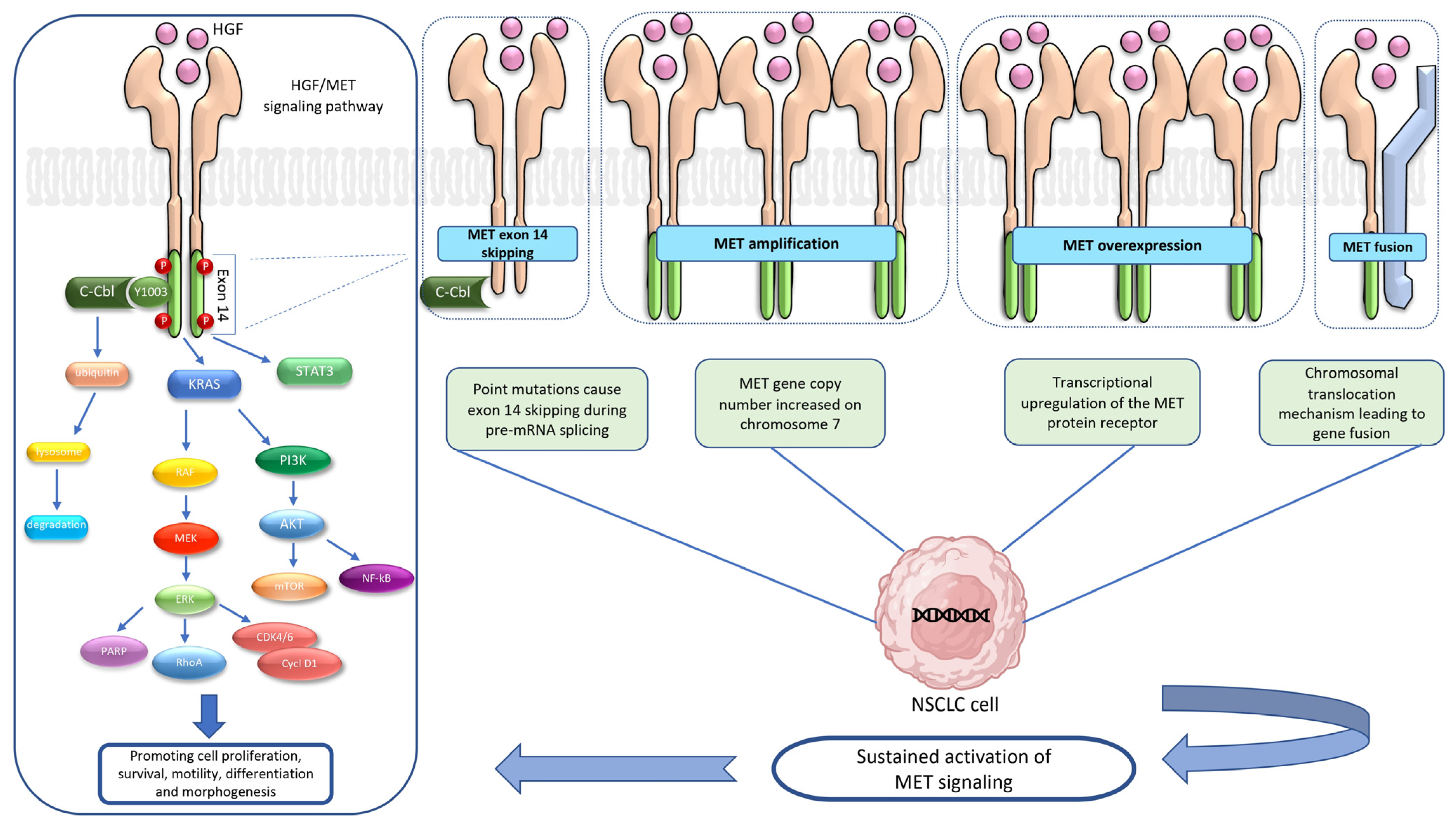 Ijms 24 10119 g001 Ijms 24 10119 g001