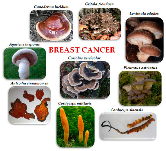 IJMS Free FullText AntiCancer Potential of Edible/Medicinal